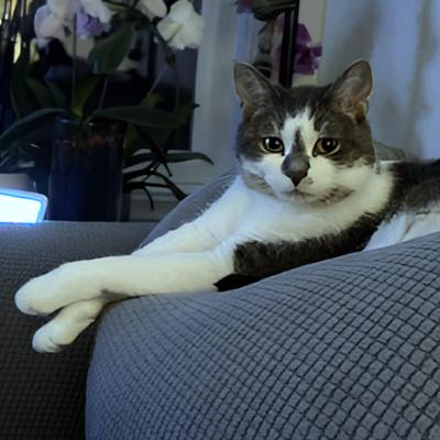 Bella