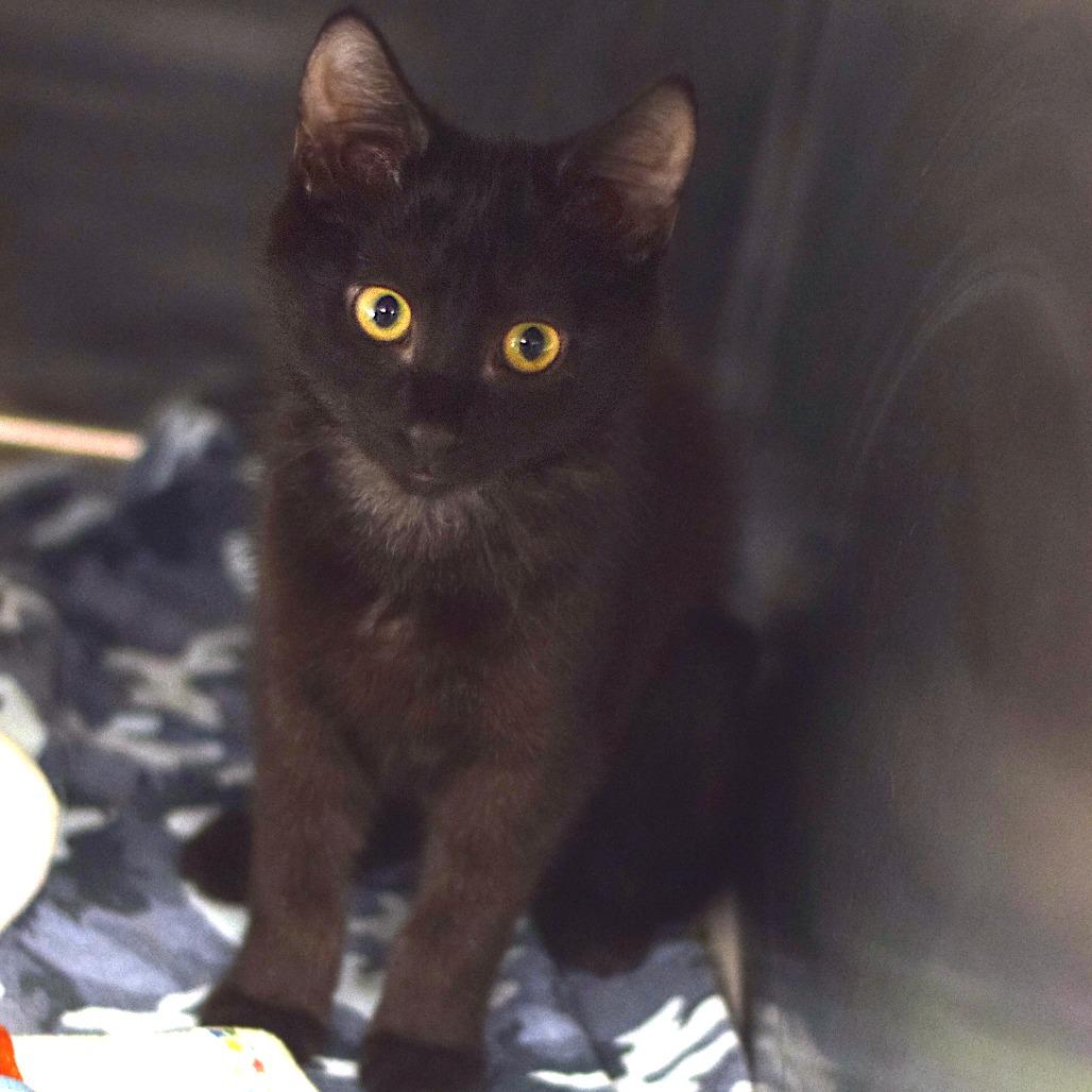 Gatlinburg - PetSmart Belleville, Adoptable, Kitten Female Domestic Short Hair.