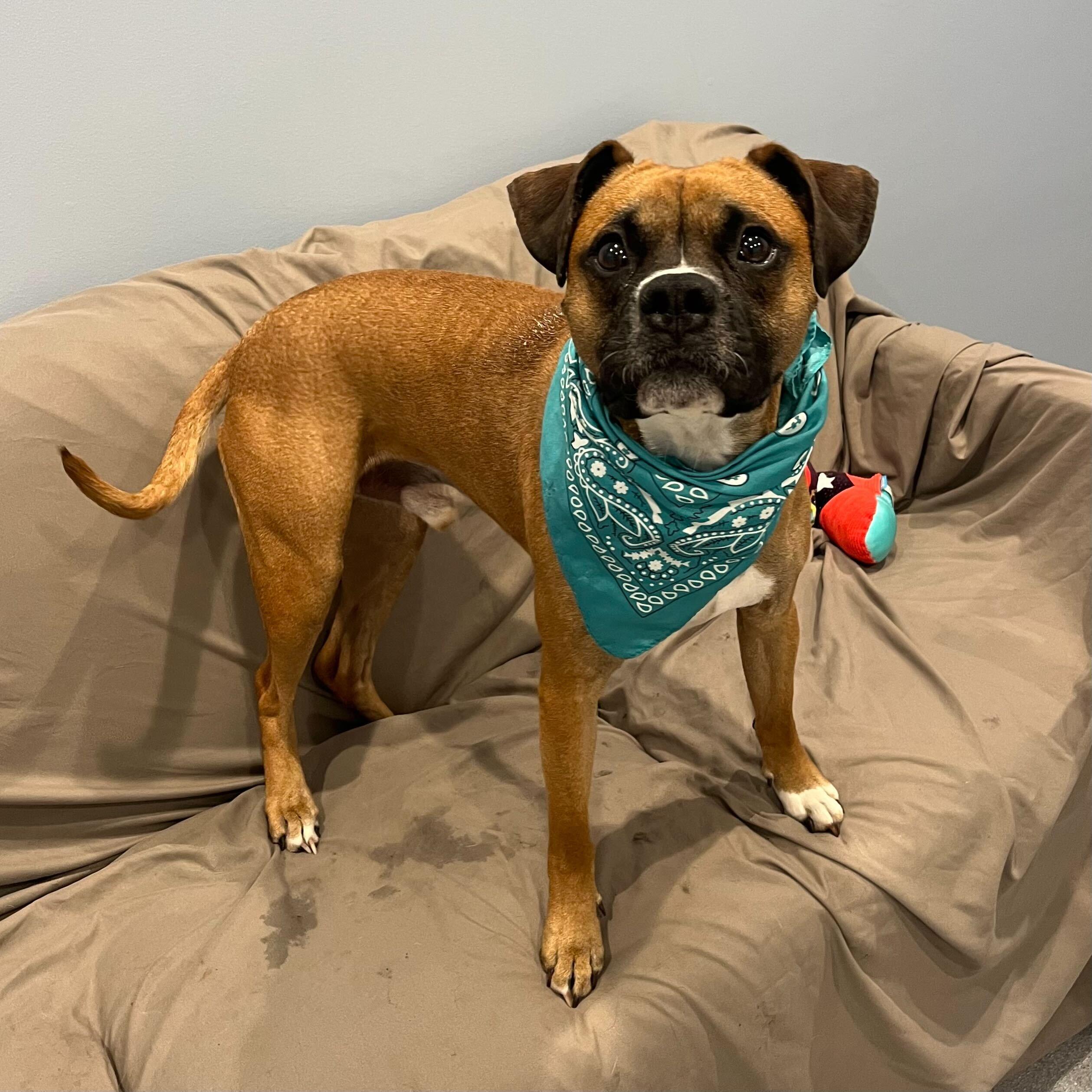 Enlarge Cassius, an adopted Boxer in Canal Winchester, OH image 5/6