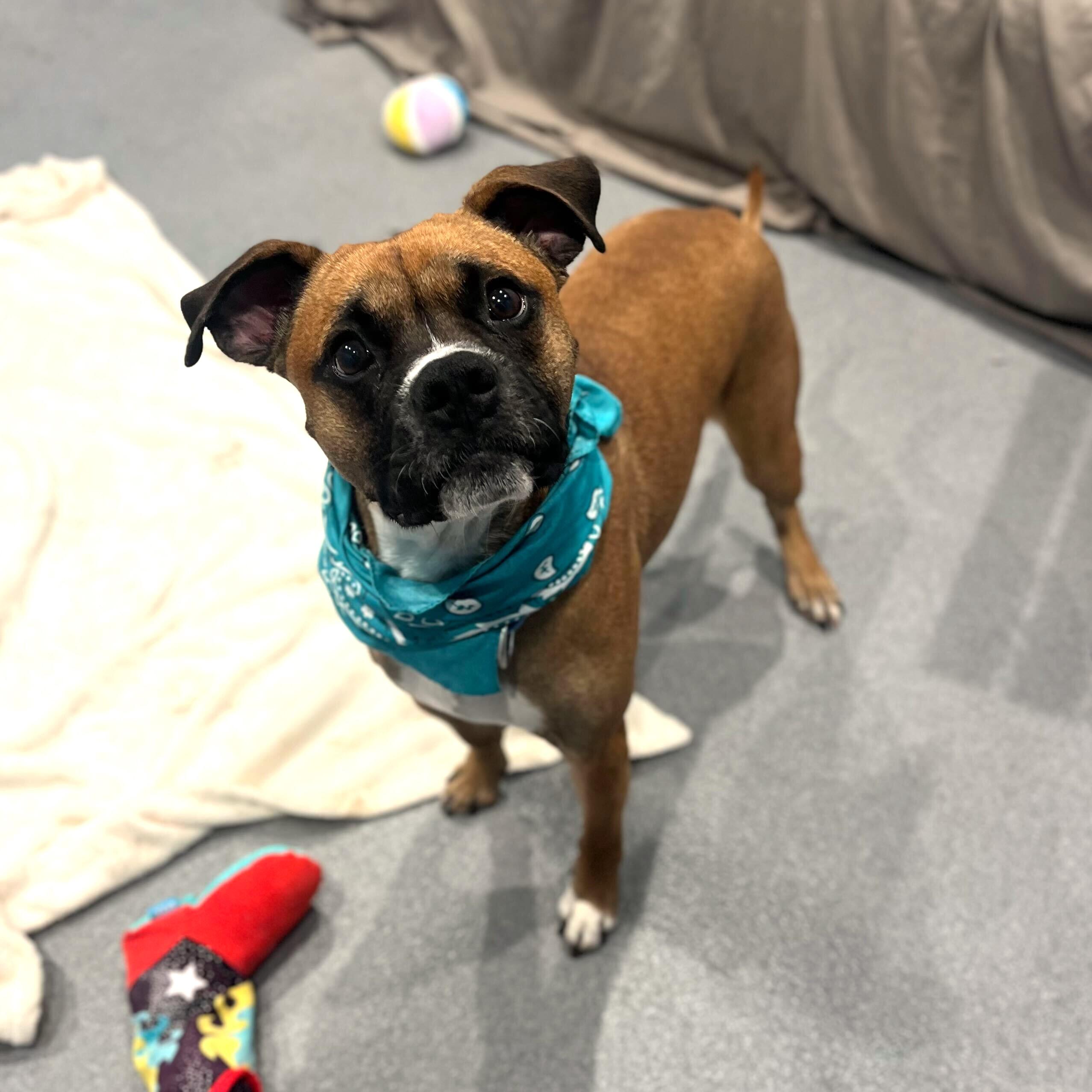 Enlarge Cassius, an adopted Boxer in Canal Winchester, OH image 4/6