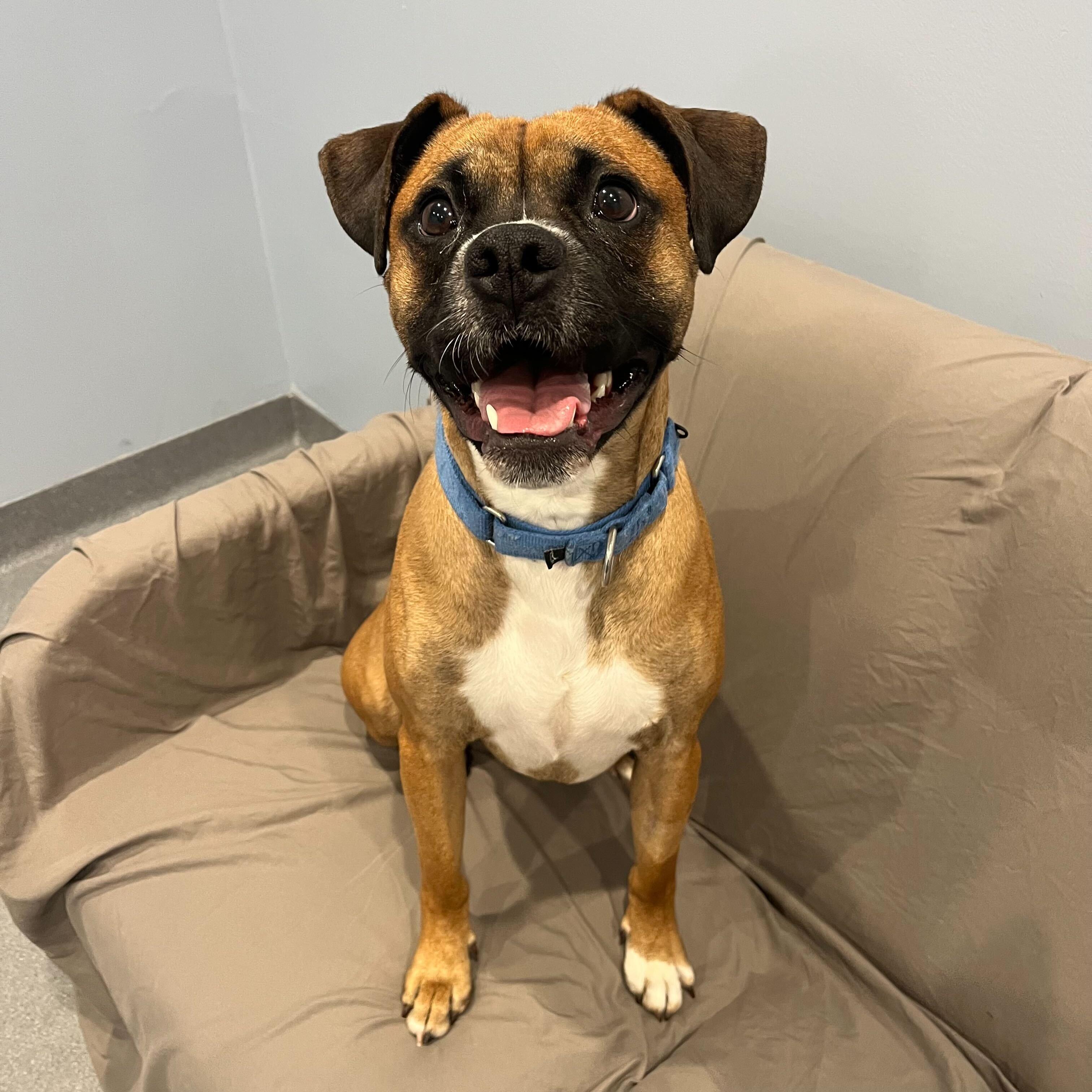 Enlarge Cassius, an adopted Boxer in Canal Winchester, OH image 1/6