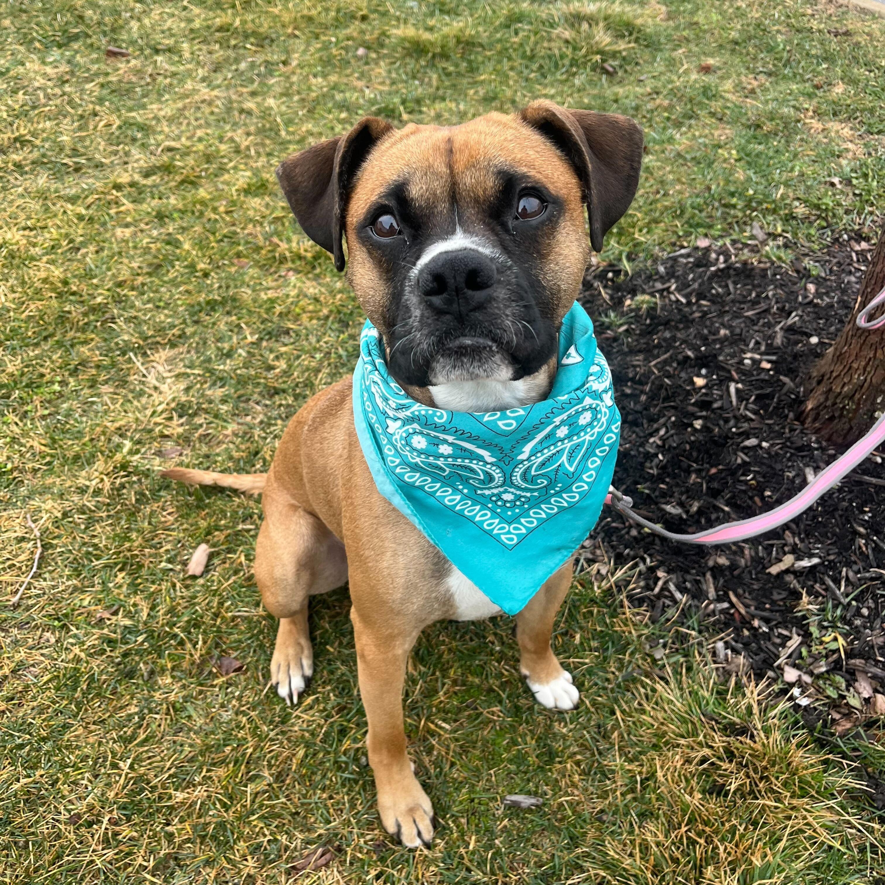 Enlarge Cassius, an adopted Boxer in Canal Winchester, OH image 2/6