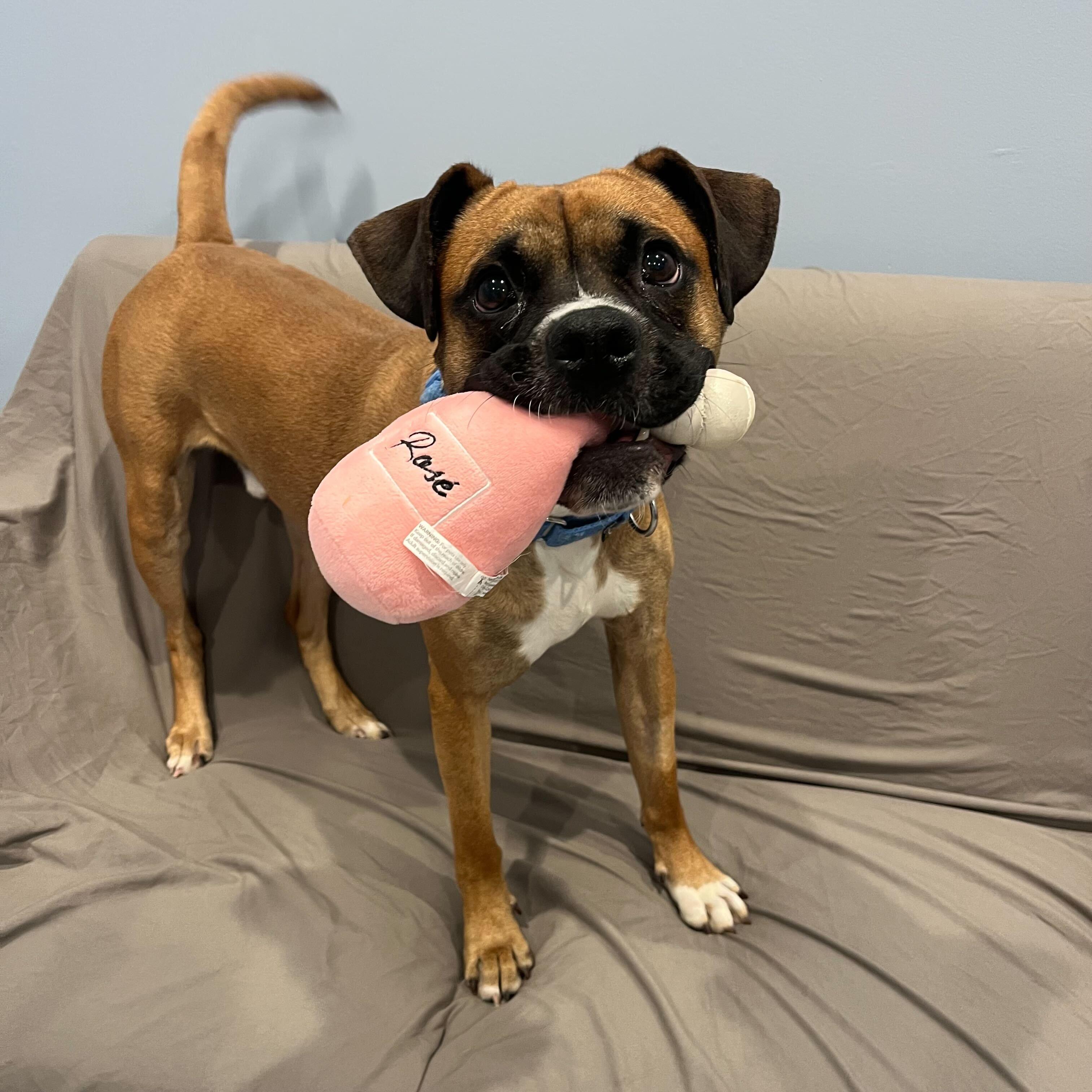 Enlarge Cassius, an adopted Boxer in Canal Winchester, OH image 6/6
