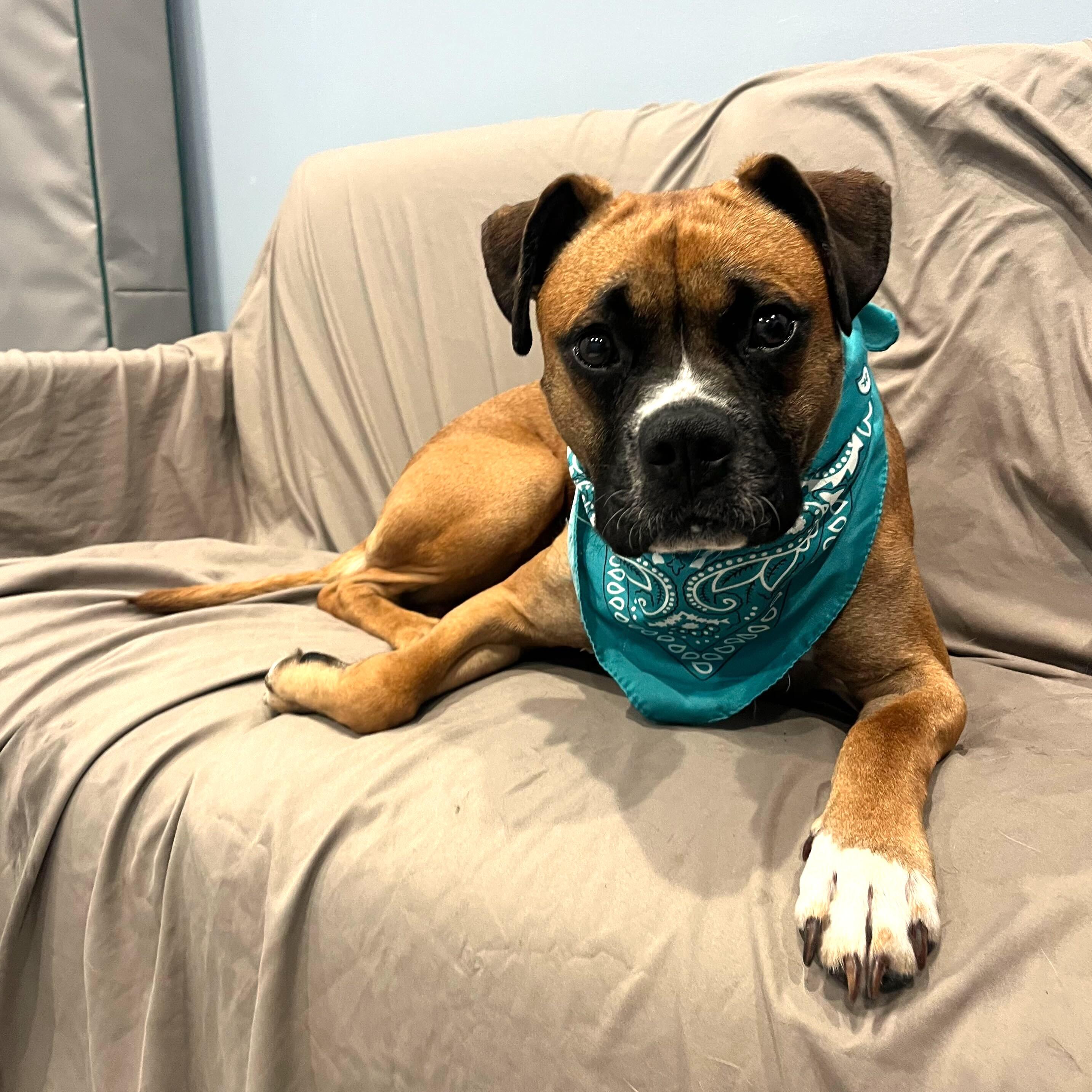 Enlarge Cassius, an adopted Boxer in Canal Winchester, OH image 3/6