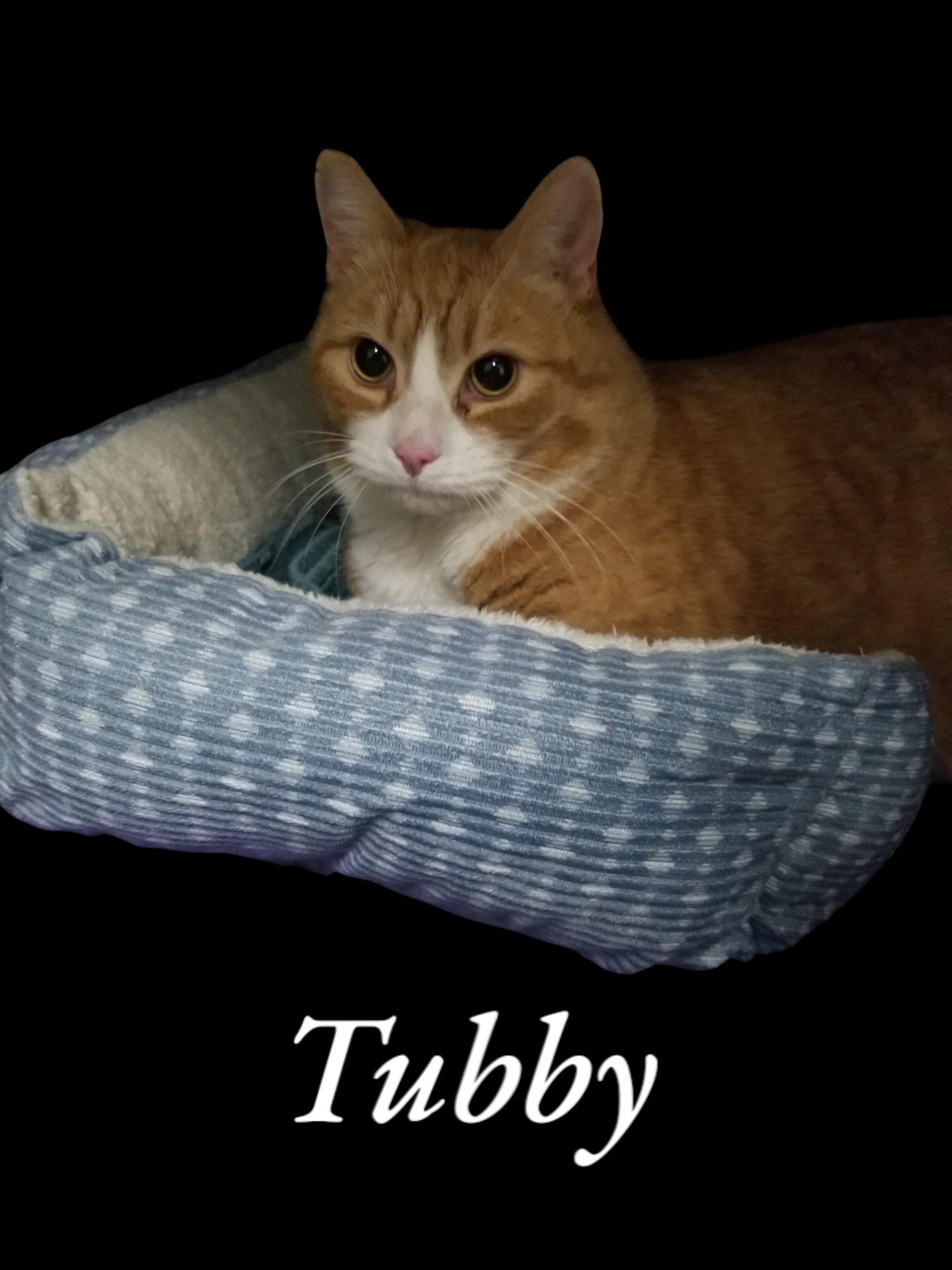 Tubby , ADOPTABLE, Senior Male Domestic Short Hair.