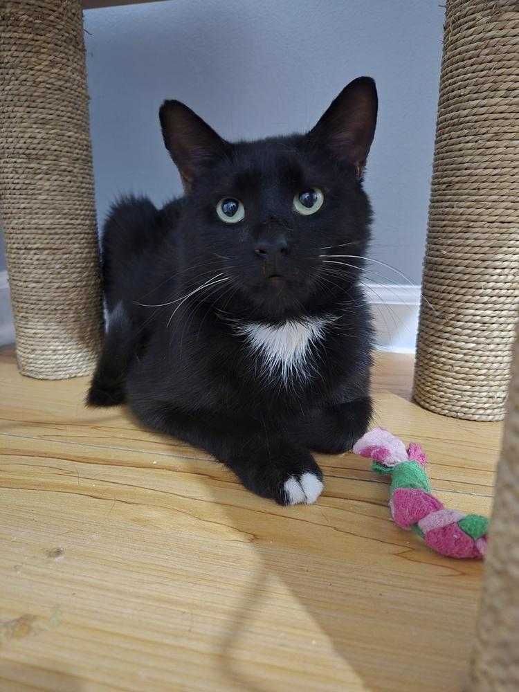 Titan, Adoptable, Young Male Domestic Short Hair.