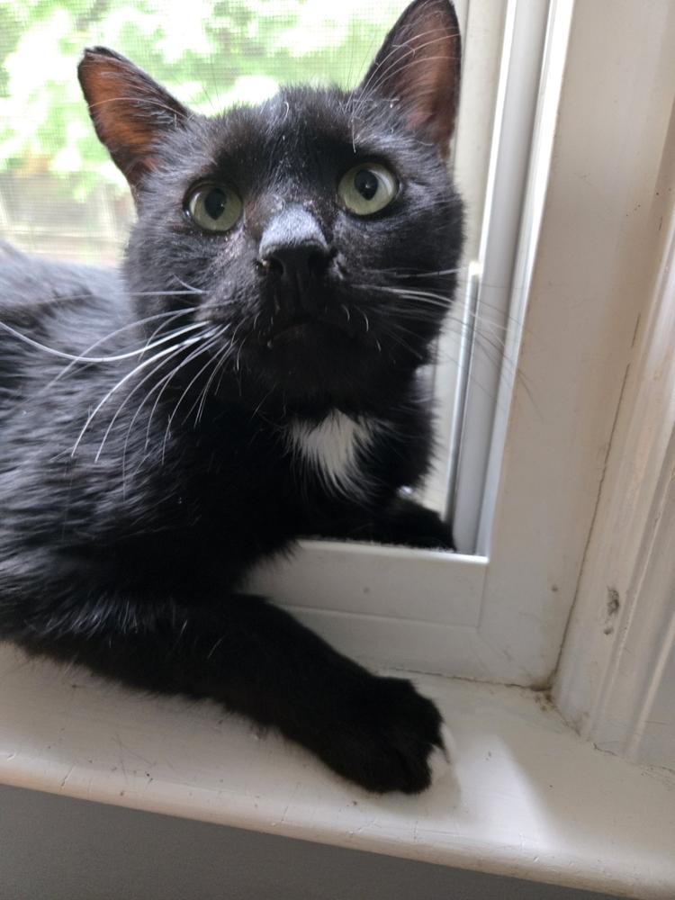 Enlarge Titan, a Adoptable Domestic Short Hair in Kannapolis, NC image 2/4