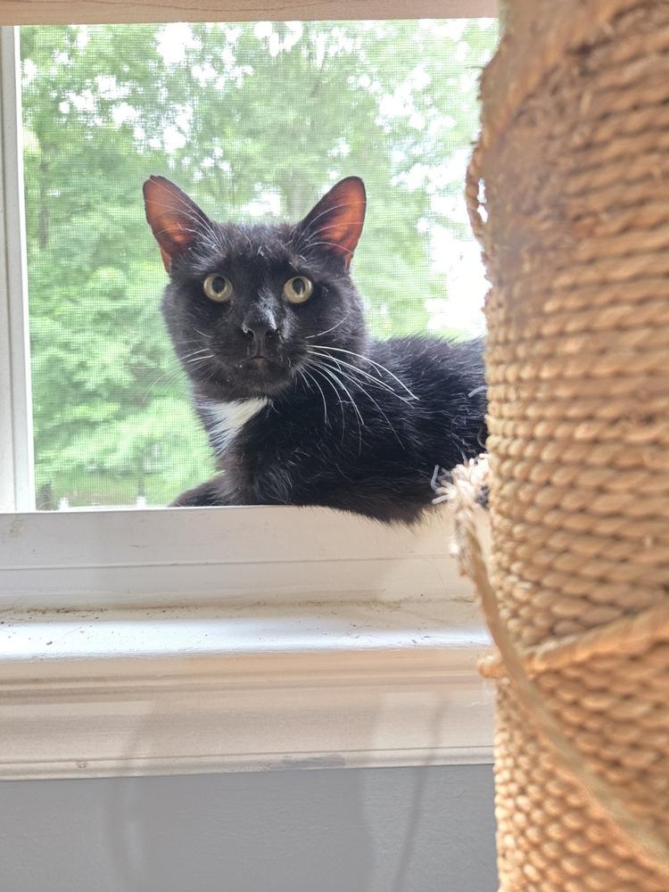 Enlarge Titan, a Adoptable Domestic Short Hair in Kannapolis, NC image 3/4