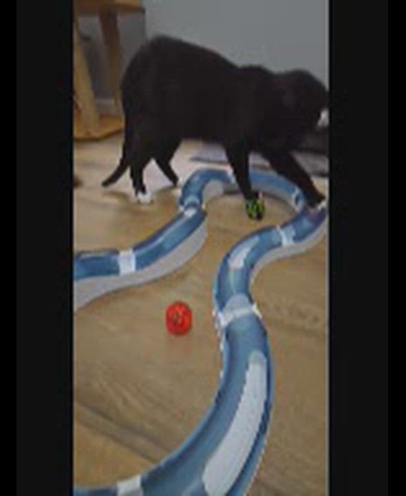 Enlarge Titan, a Adoptable Domestic Short Hair in Kannapolis, NC video 4/4