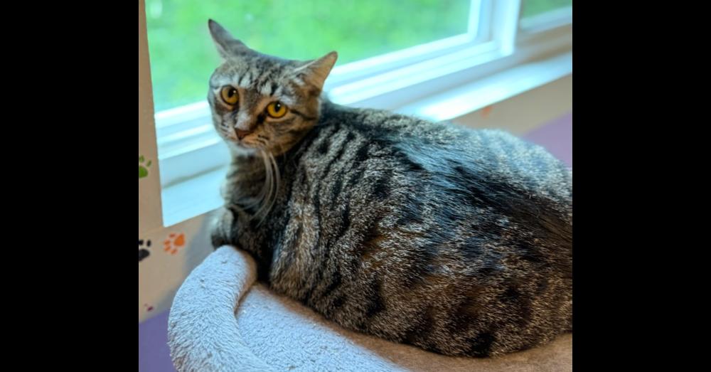 Dave, Adopted, Senior Male Domestic Short Hair.