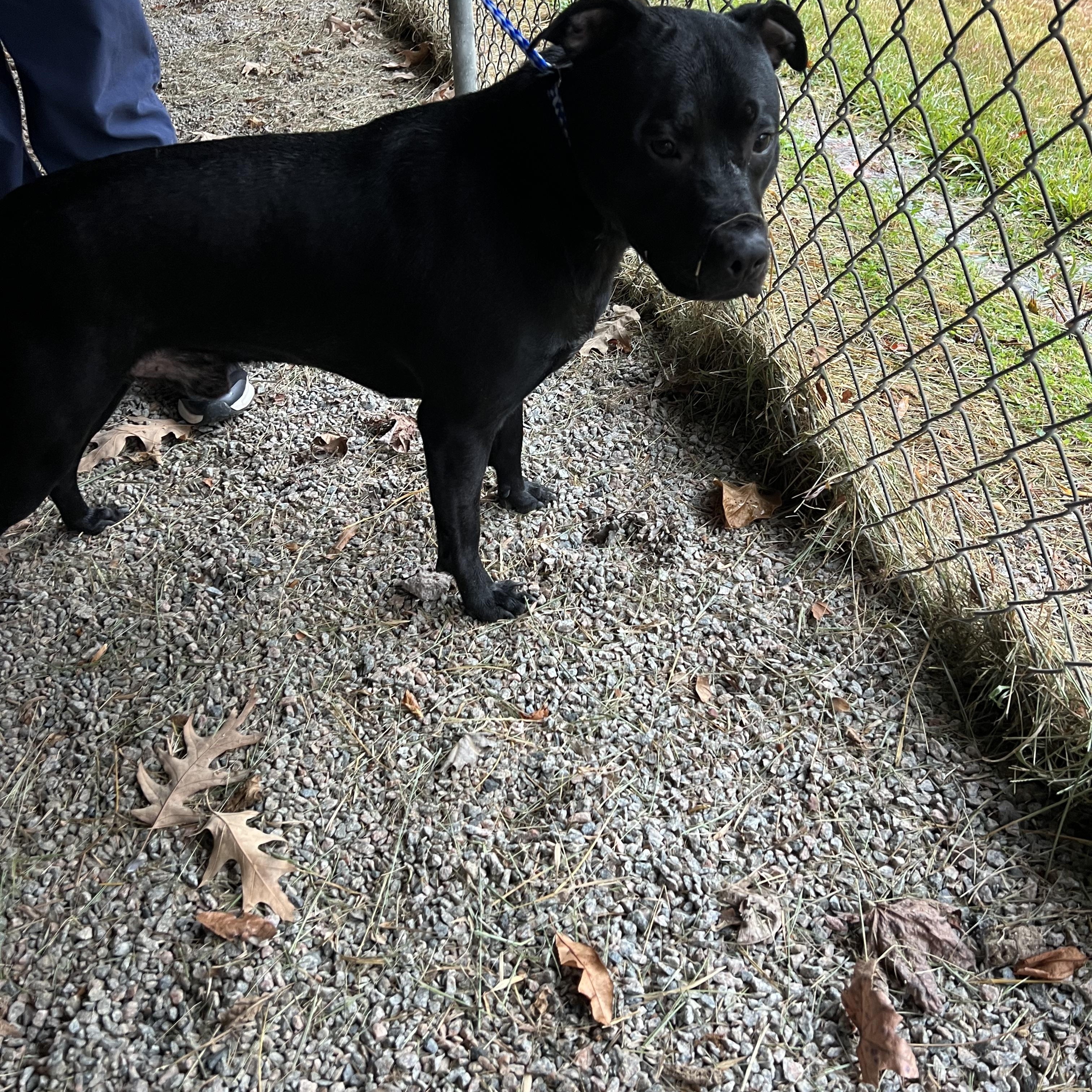 Tizzy114250B, ADOPTABLE, Young Male Pit Bull Terrier.