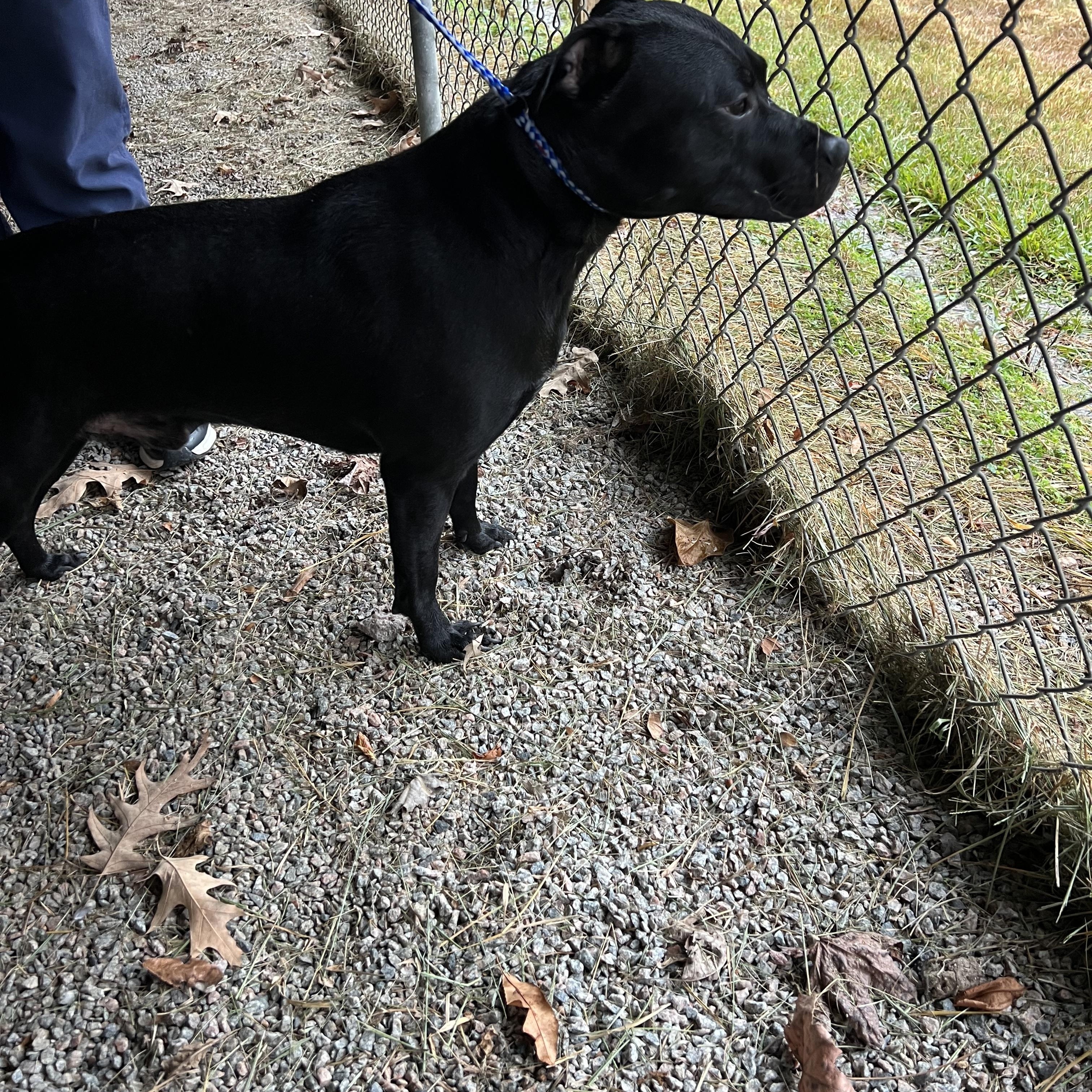 Tizzy114250B, a ADOPTABLE mixed breed in Rocky Mount, NC image 2/2