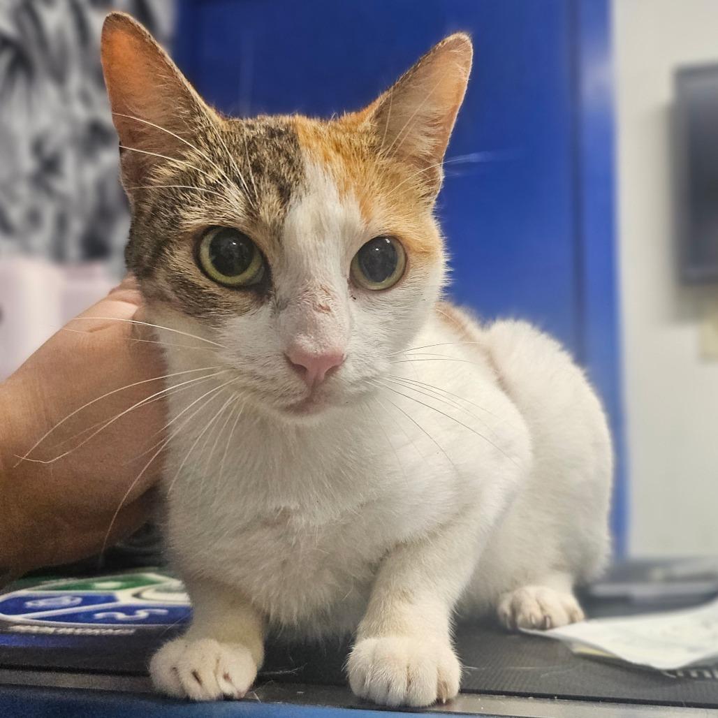 Enlarge Nicole, a Adoptable Domestic Short Hair in Wahiawa, HI image 1/2