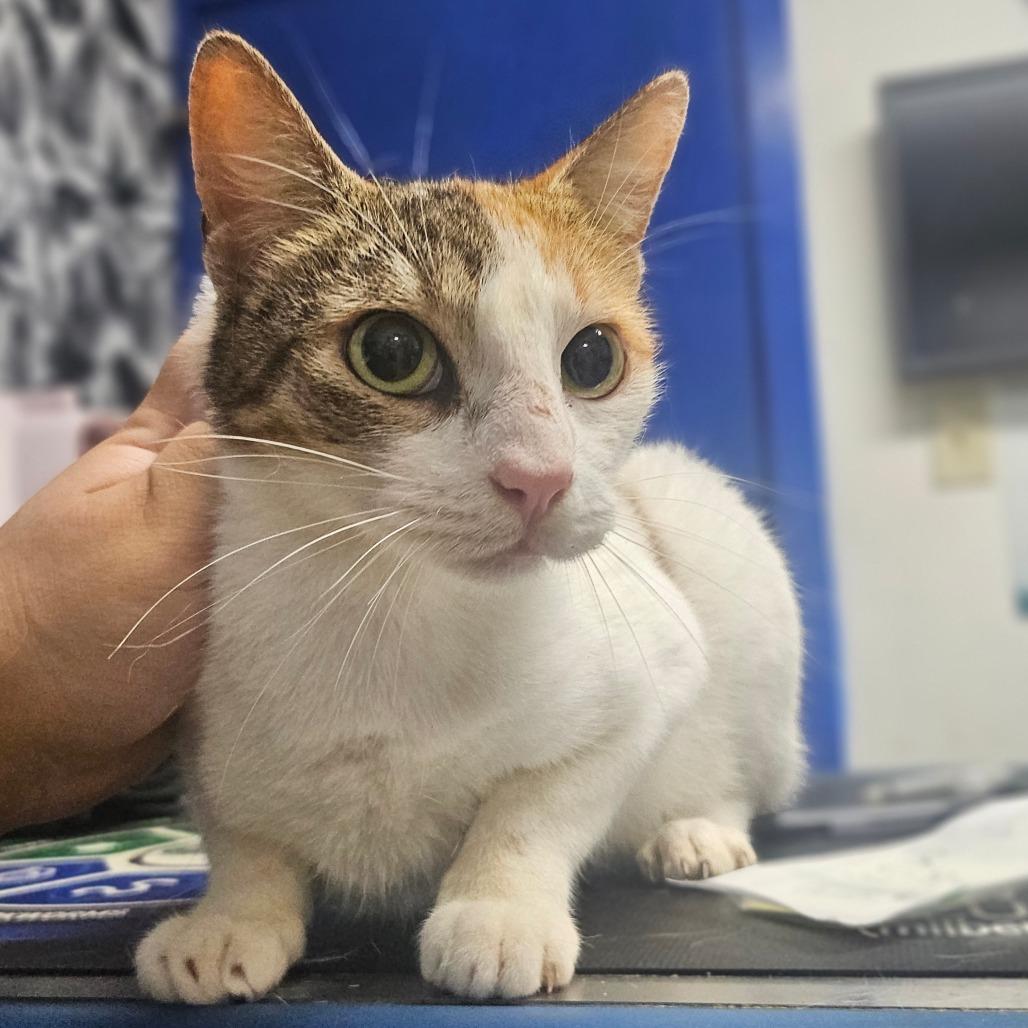 Enlarge Nicole, a Adoptable Domestic Short Hair in Wahiawa, HI image 2/2