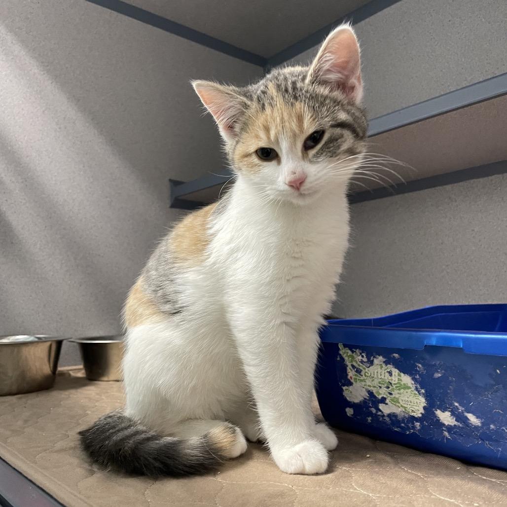 Starling, Adoptable, Young Female Domestic Short Hair.