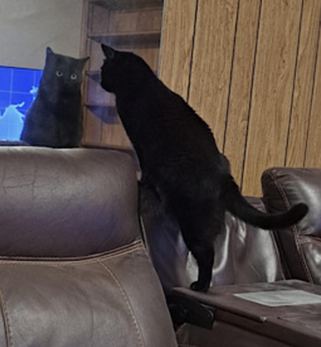 Danny and Lilbit, a Adoptable Domestic Short Hair in Atlanta, GA image 4/6