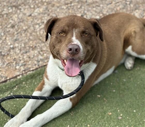 ZEUS, Adoptable, Adult Male Pit Bull Terrier & Mixed Breed.