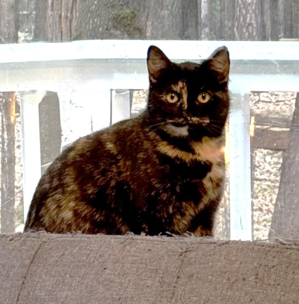 Mirage, ADOPTABLE, Young Female Domestic Short Hair.