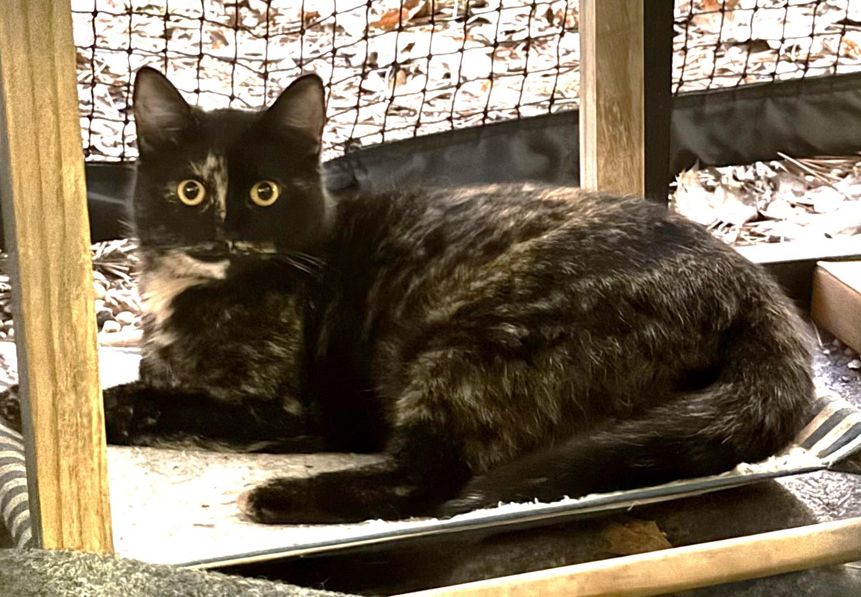 Enlarge Mirage, a ADOPTABLE Domestic Short Hair in Chico, CA image 4/4