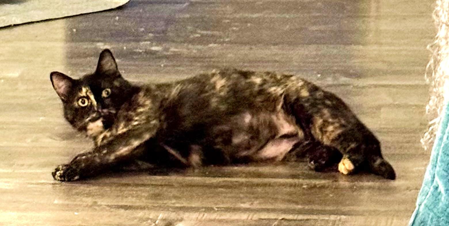 Enlarge Mirage, a ADOPTABLE Domestic Short Hair in Chico, CA image 2/4