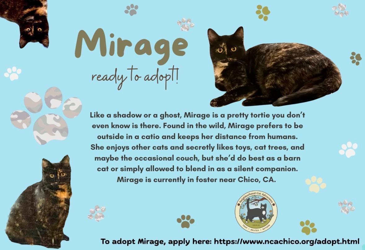 Enlarge Mirage, a ADOPTABLE Domestic Short Hair in Chico, CA image 3/4