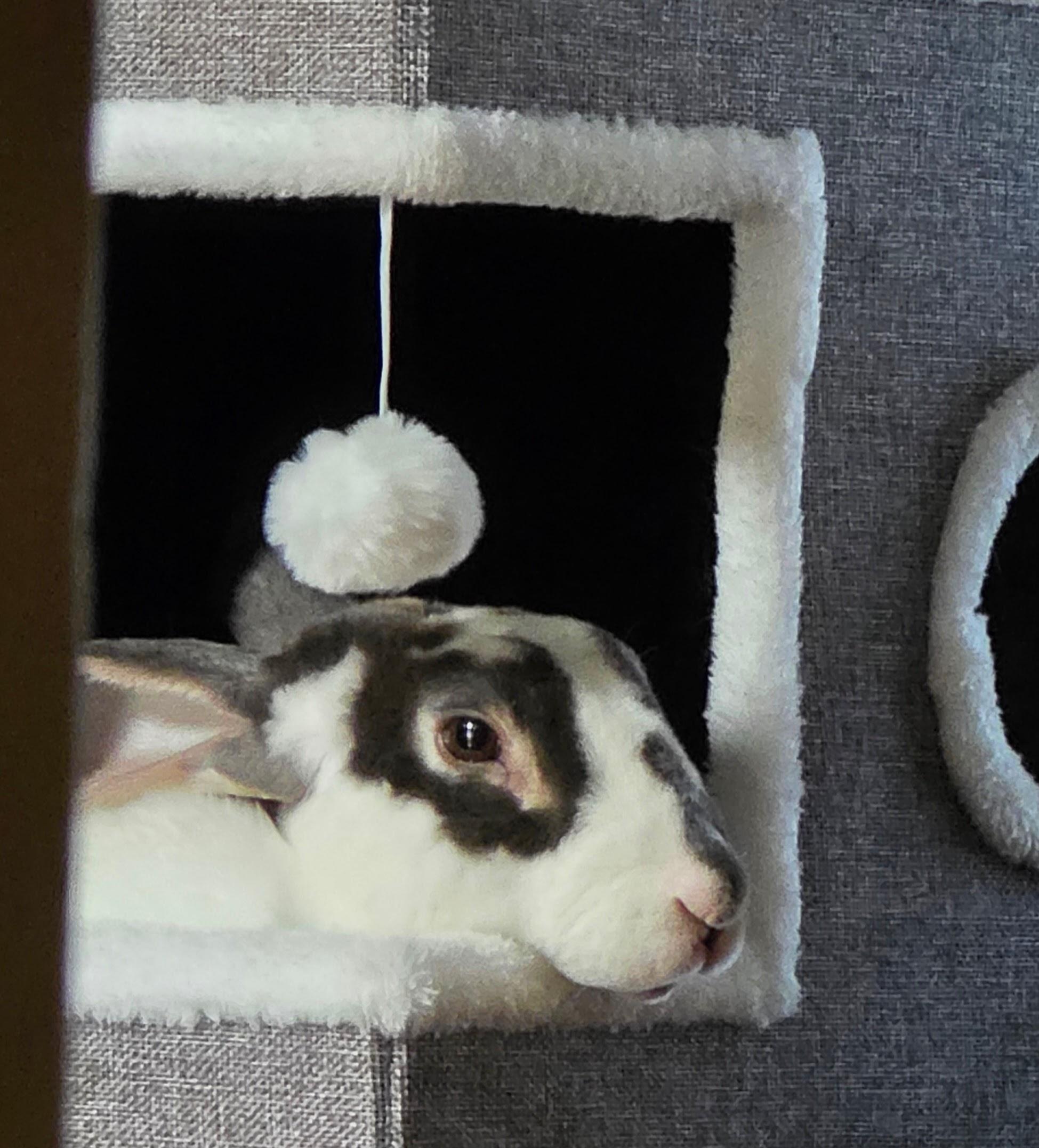 Maurice, a ADOPTABLE Rex in Lee's Summit, MO image 3/6