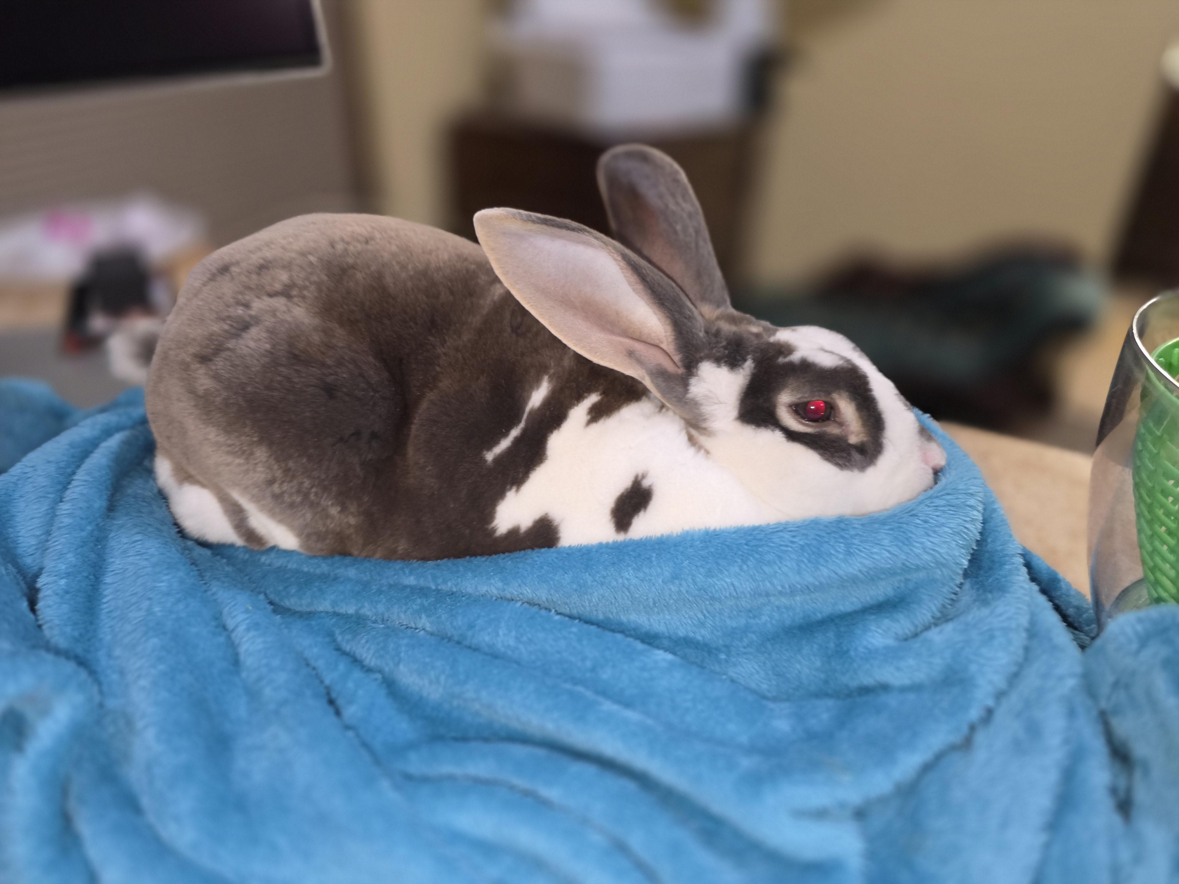 Maurice, a ADOPTABLE Rex in Lee's Summit, MO image 6/6