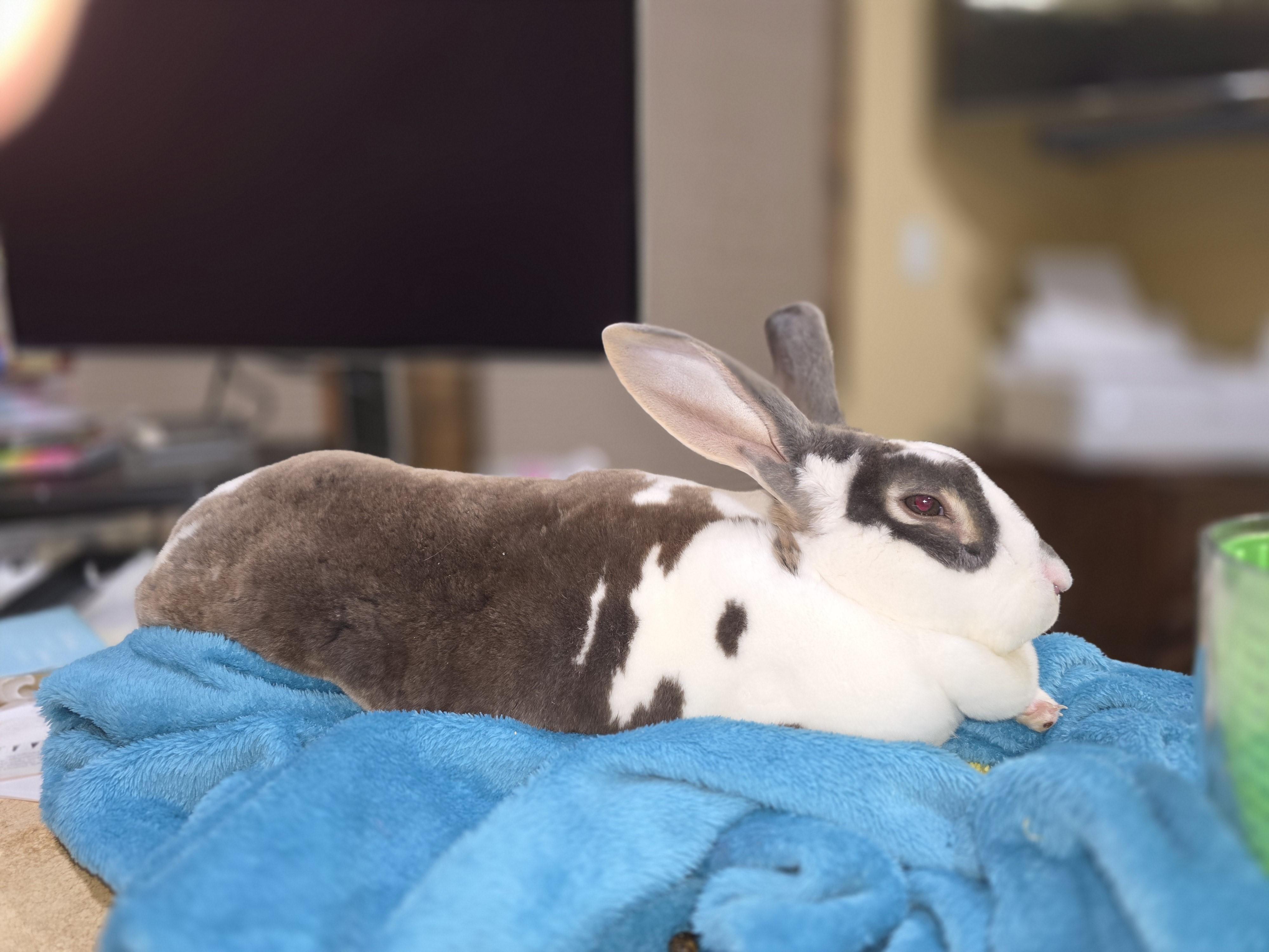 Maurice, a ADOPTABLE Rex in Lee's Summit, MO image 5/6