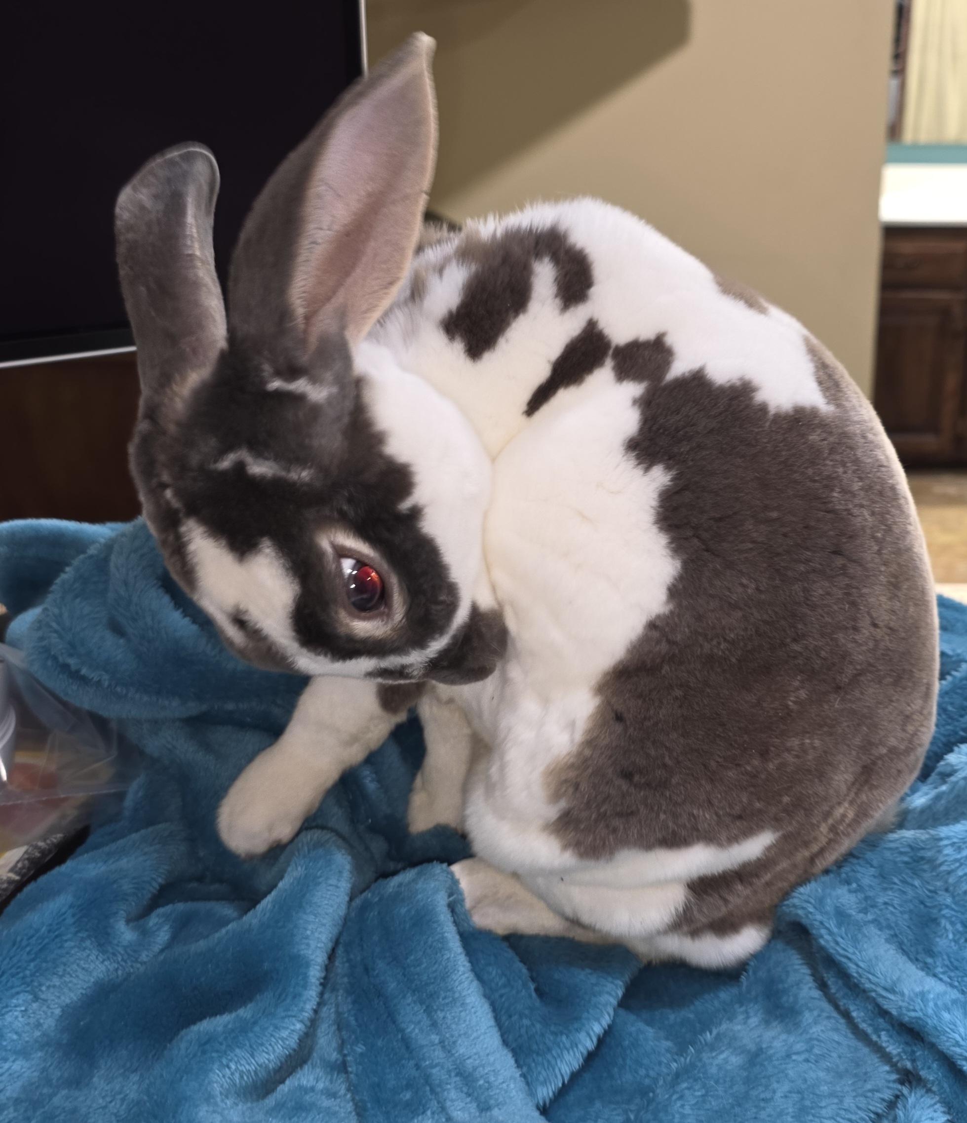 Maurice, a ADOPTABLE Rex in Lee's Summit, MO image 2/6