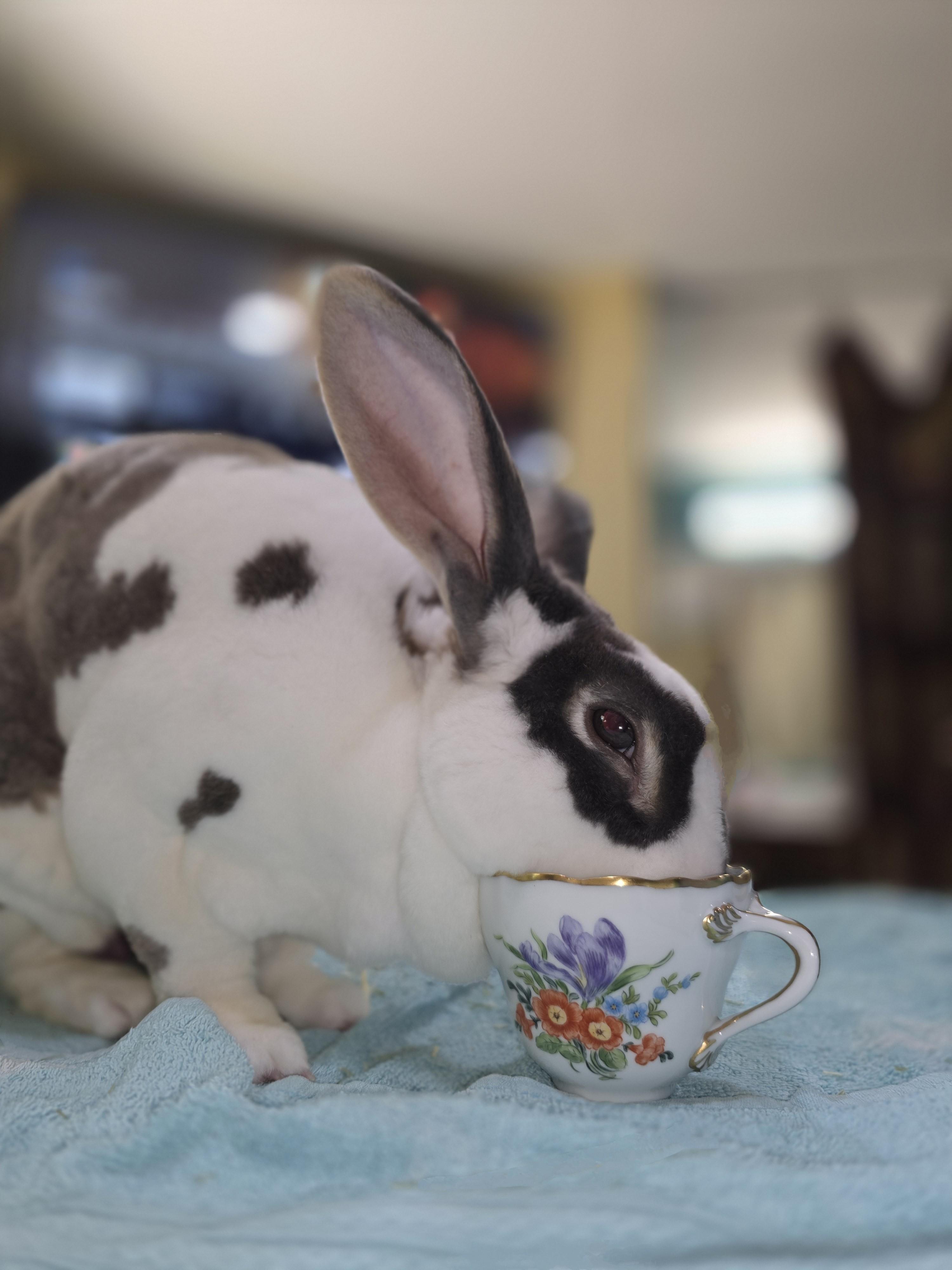 Maurice, a ADOPTABLE Rex in Lee's Summit, MO image 4/6