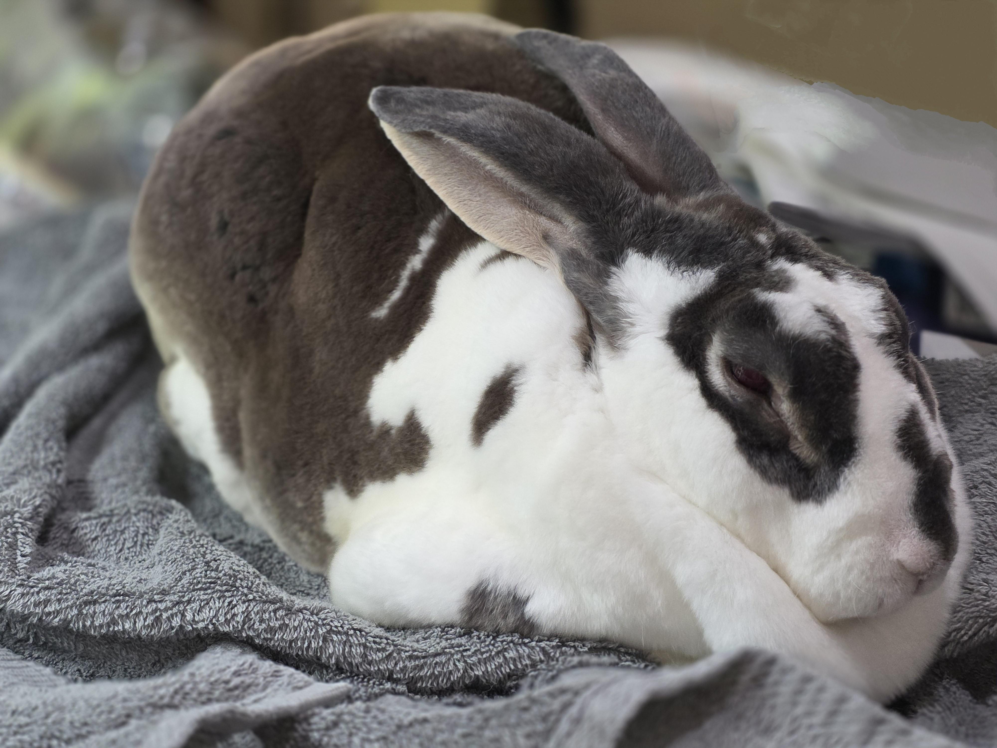 Maurice, a ADOPTABLE Rex in Lee's Summit, MO image 1/6