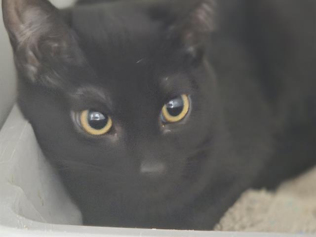 Enlarge DAISY, a Adoptable Domestic Short Hair in Kent, WA image 1/1
