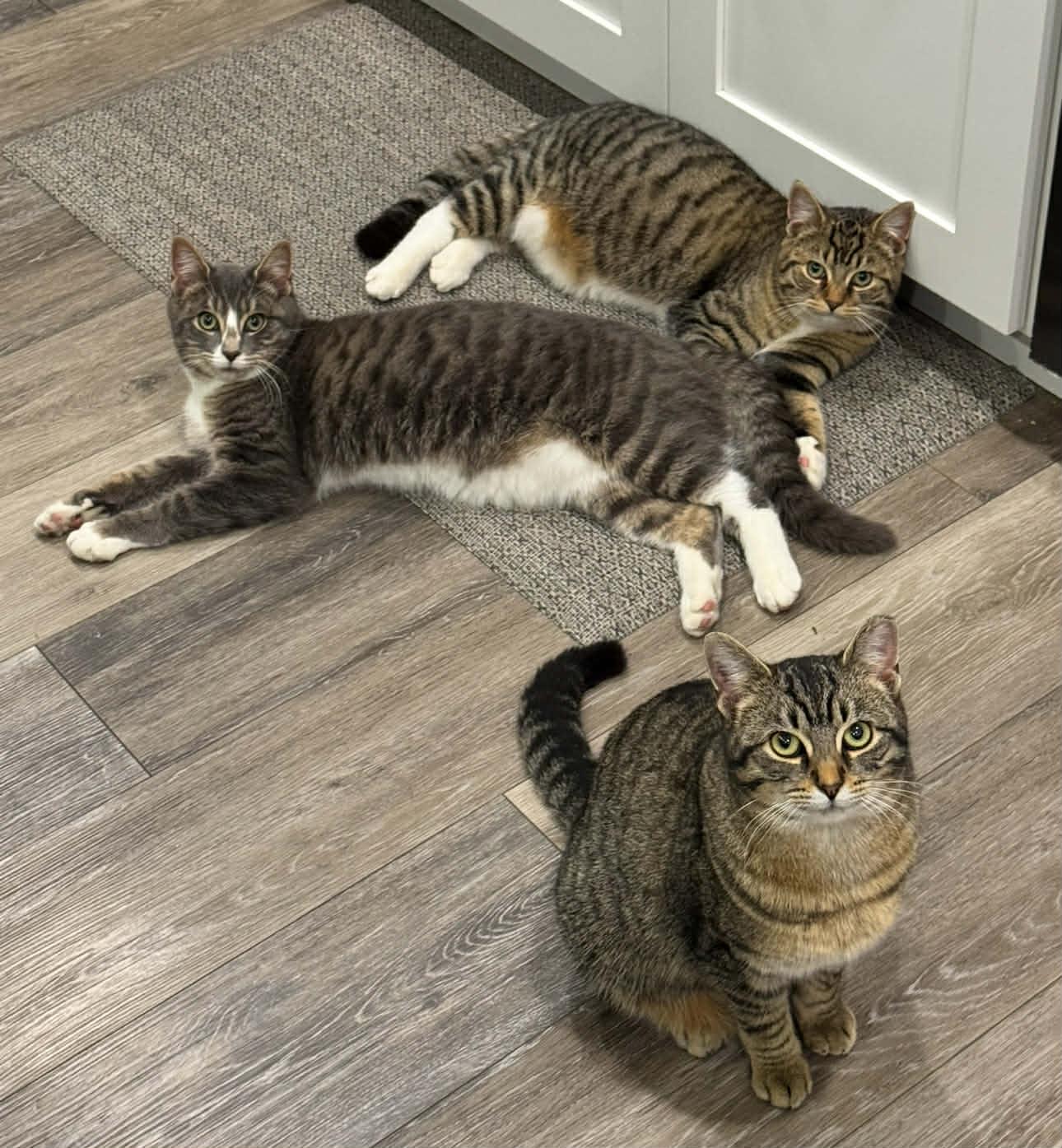 Enlarge BEANS, an adoption pending Domestic Short Hair in Tillsonburg, ON image 5/6