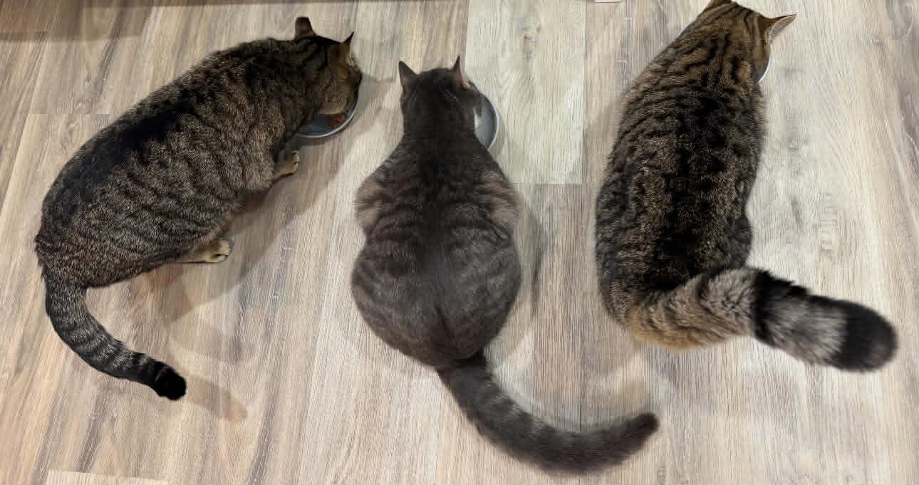 Enlarge BEANS, an adoption pending Domestic Short Hair in Tillsonburg, ON image 6/6