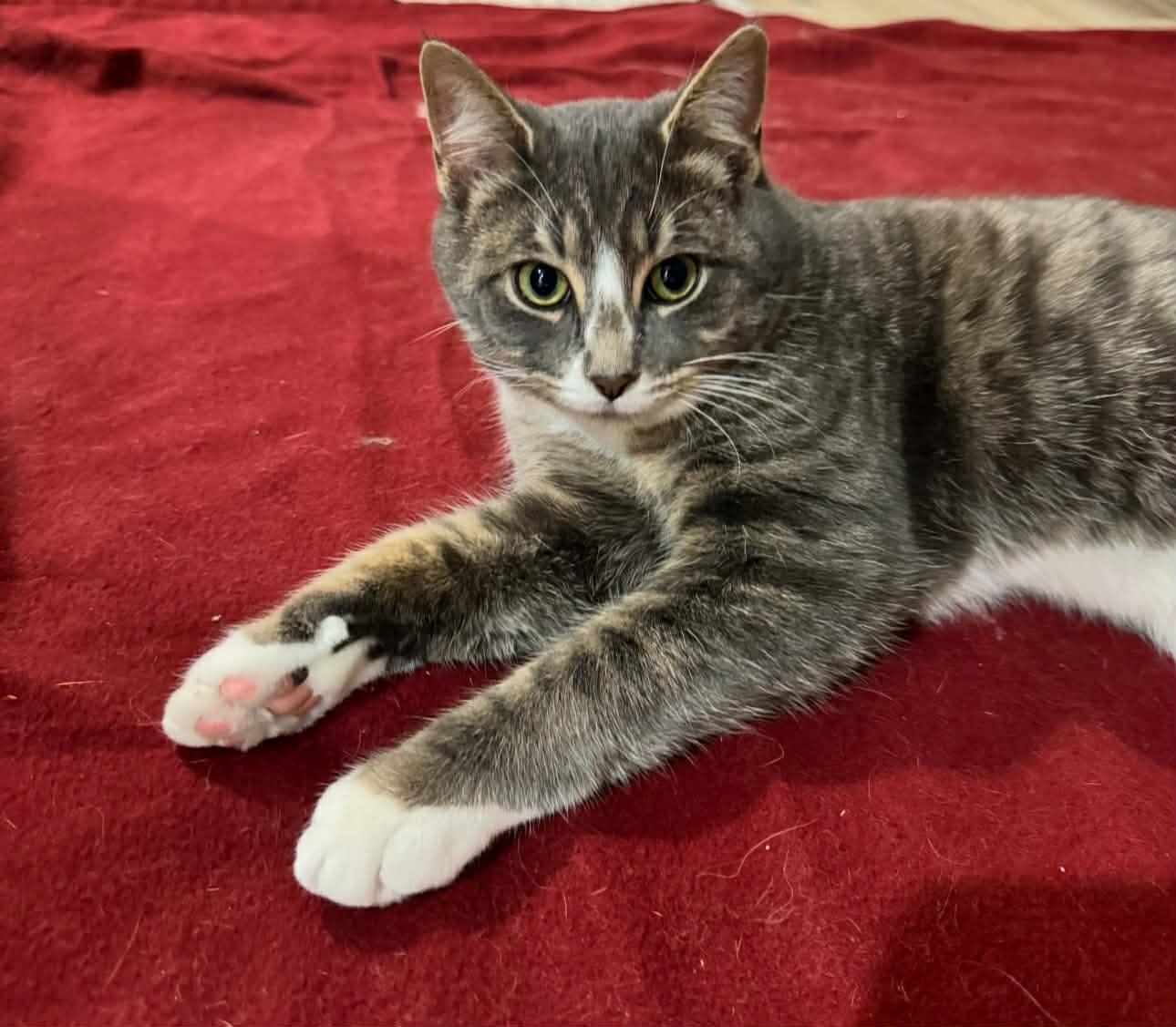 Enlarge BEANS, an adoption pending Domestic Short Hair in Tillsonburg, ON image 1/6