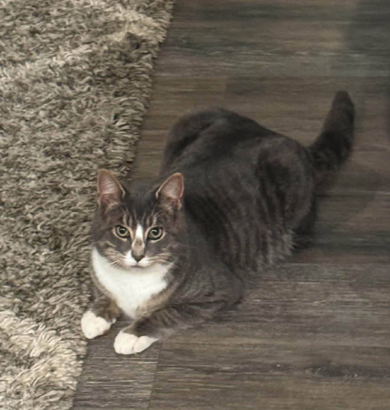 Enlarge BEANS, an adoption pending Domestic Short Hair in Tillsonburg, ON image 3/6