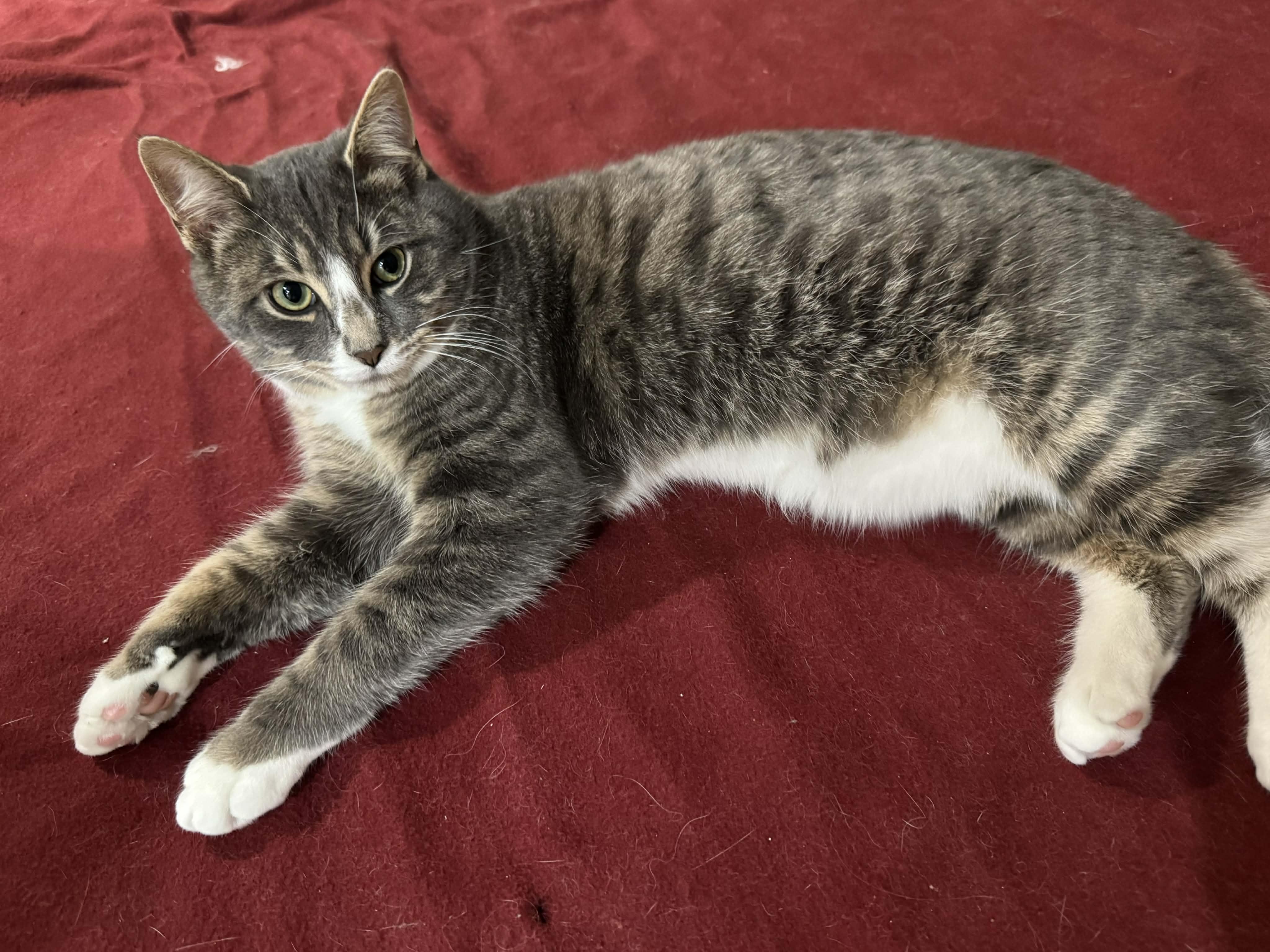 Enlarge BEANS, an adoption pending Domestic Short Hair in Tillsonburg, ON image 2/6