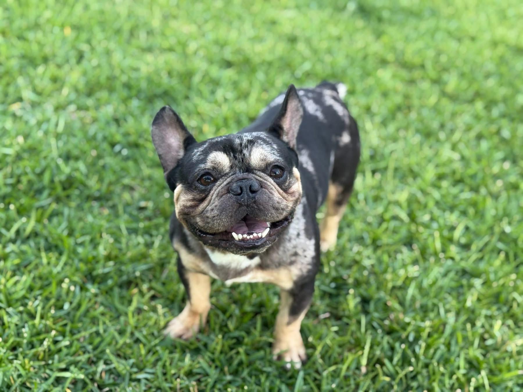 Eggroll, Young Male French Bulldog