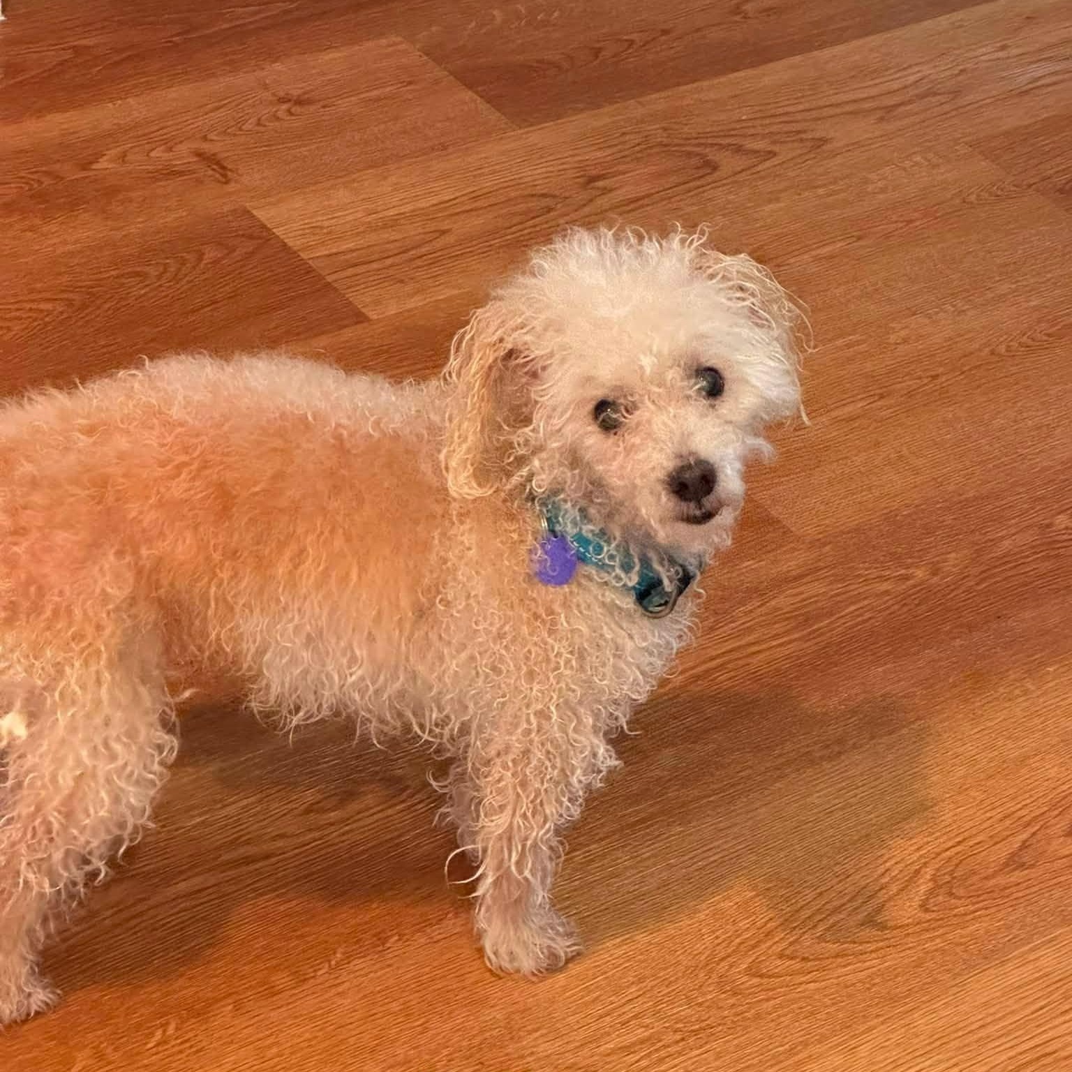 Biscuit, a Adoptable mixed breed in Rockville, MD image 4/5