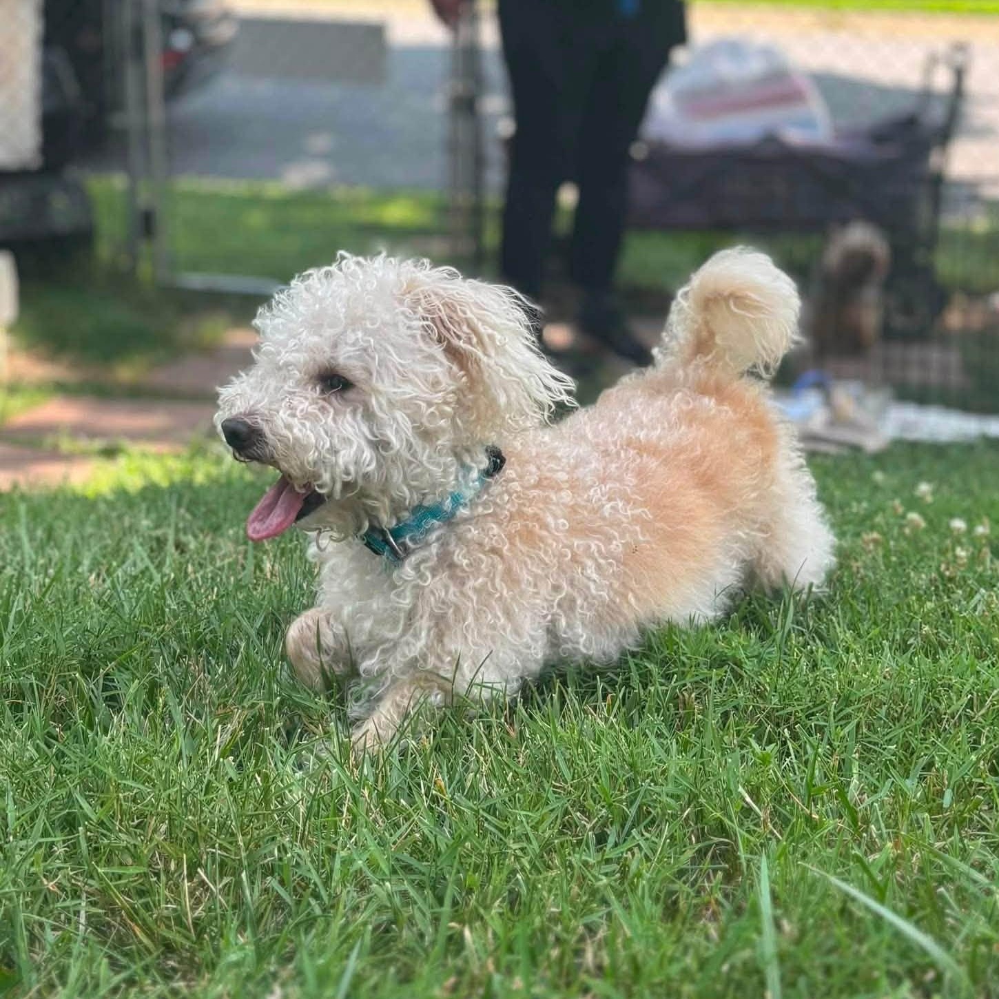 Biscuit, Adoptable, Senior Male Miniature Poodle & Yorkshire Terrier.