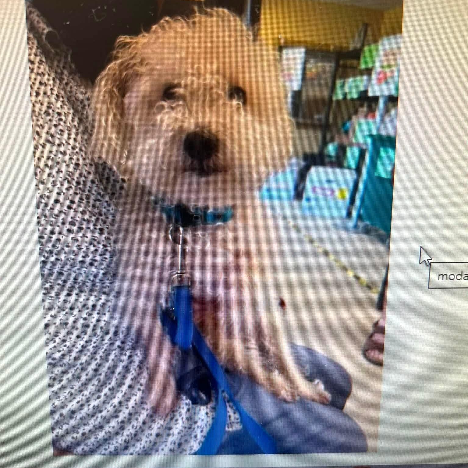 Biscuit, a Adoptable mixed breed in Rockville, MD image 3/5