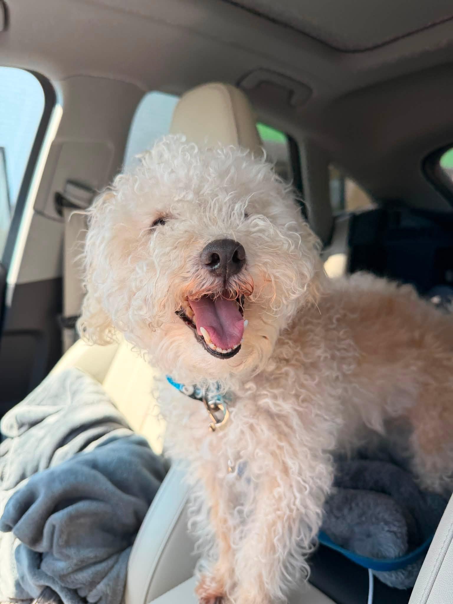 Biscuit, a Adoptable mixed breed in Rockville, MD image 2/5