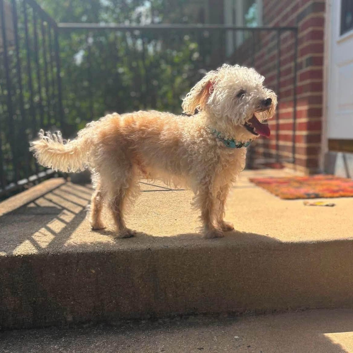 Biscuit, a Adoptable mixed breed in Rockville, MD image 5/5