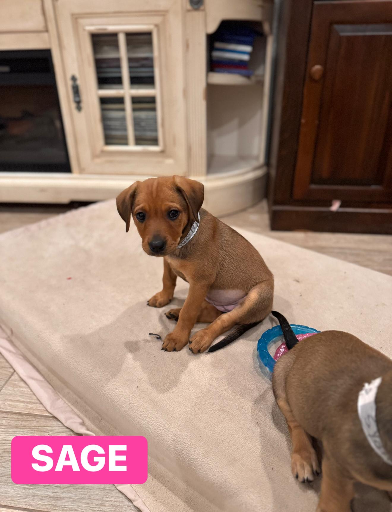 Sage, ADOPTABLE, Young Female Mixed Breed.