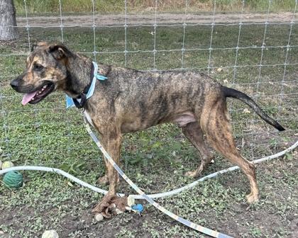 Pepe — thumbnail 2