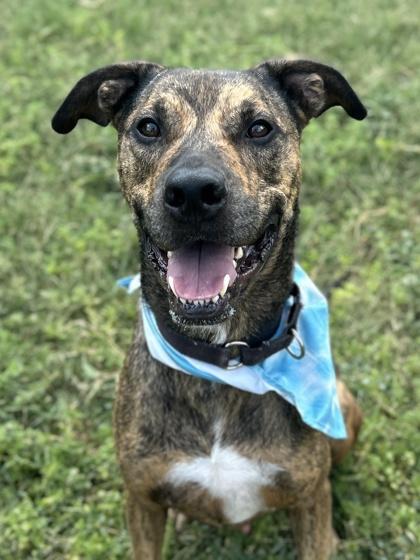 Pepe — thumbnail 3