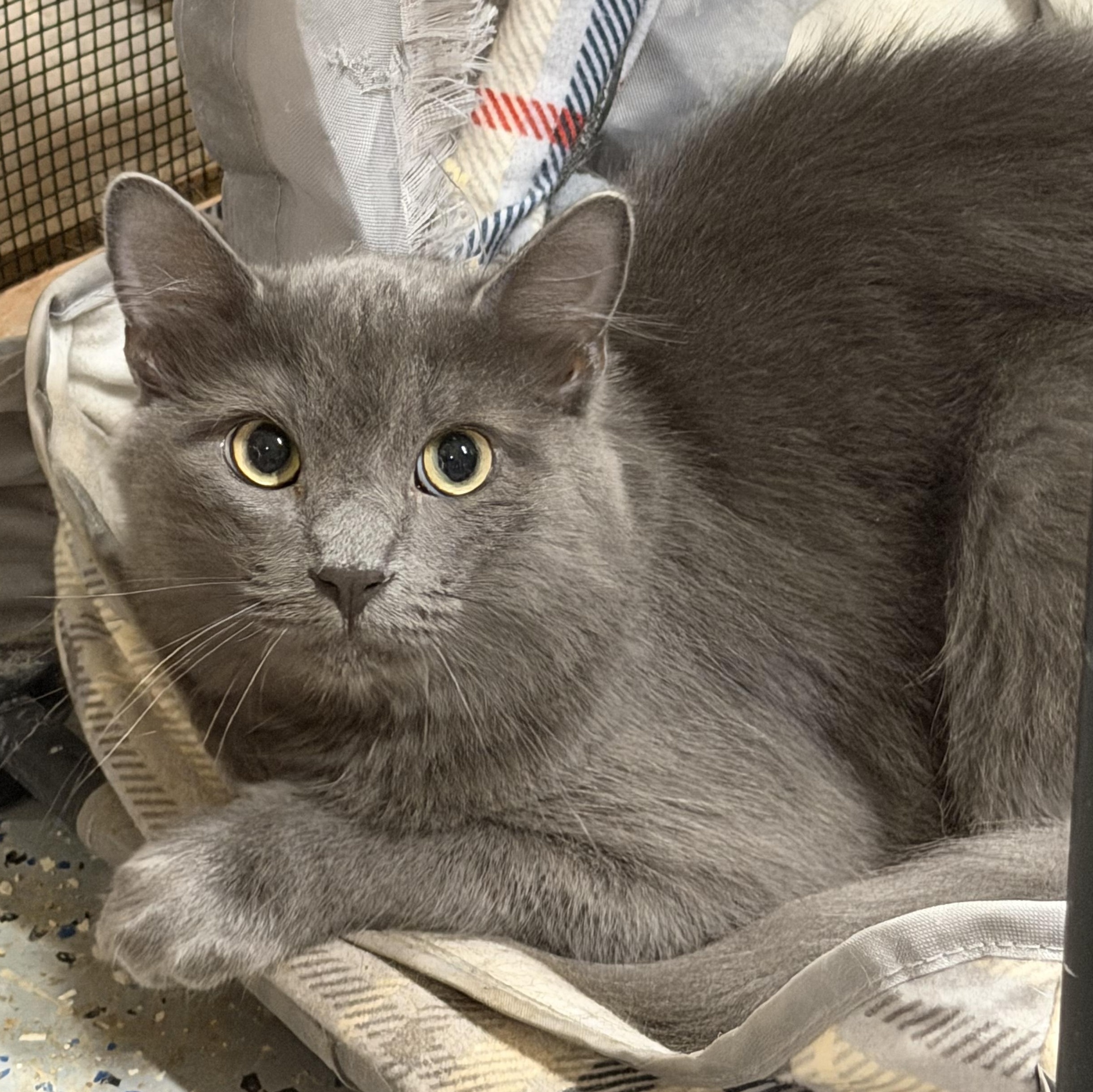 Enlarge Green - For explorer, a Adoptable mixed breed in Fountain Valley, CA image 1/2