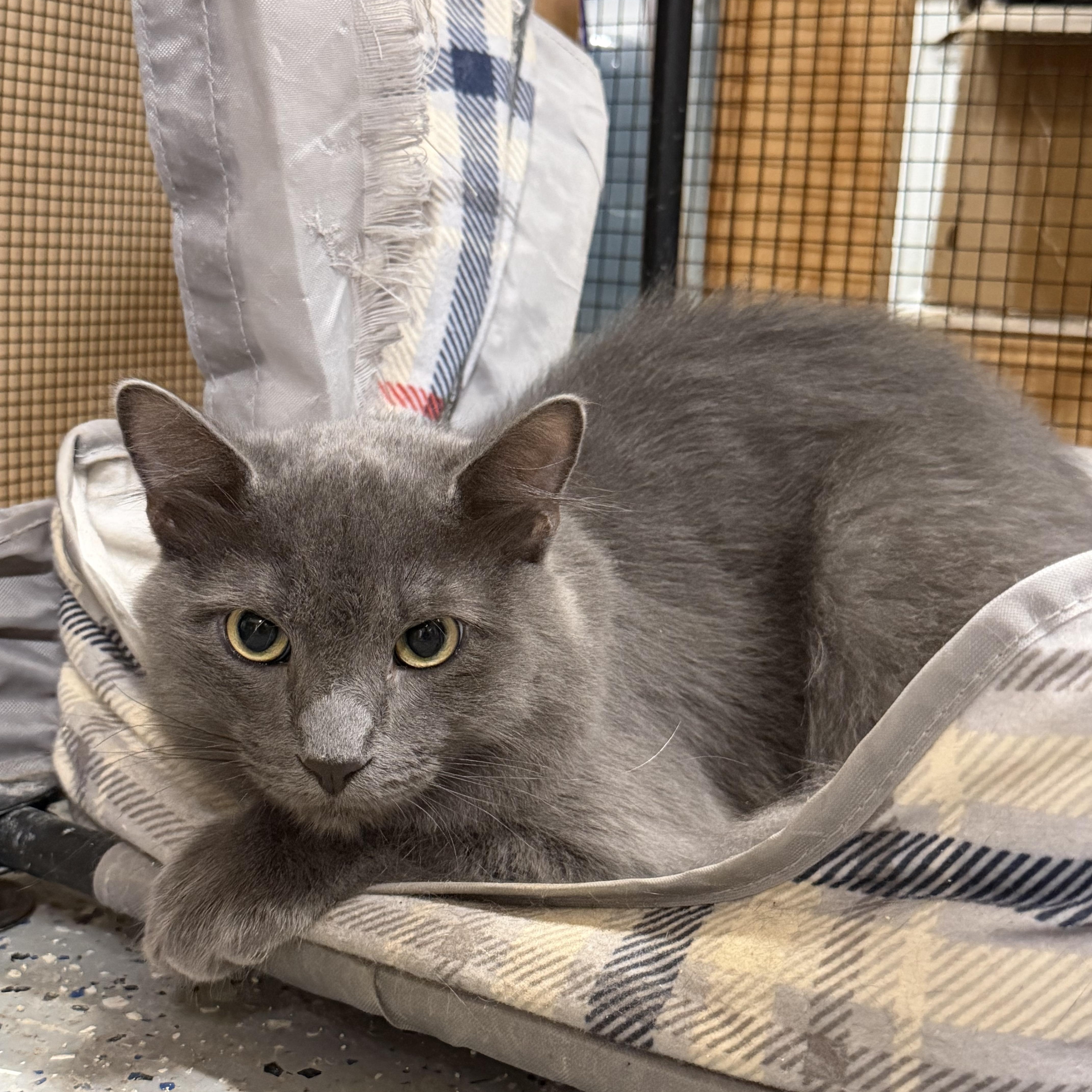 Enlarge Green - For explorer, a Adoptable mixed breed in Fountain Valley, CA image 2/2