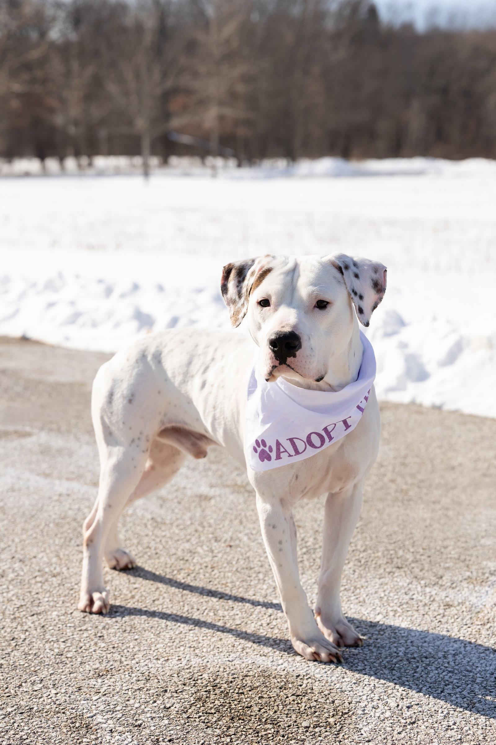 Everest, Adoptable, Young Male Pit Bull Terrier.