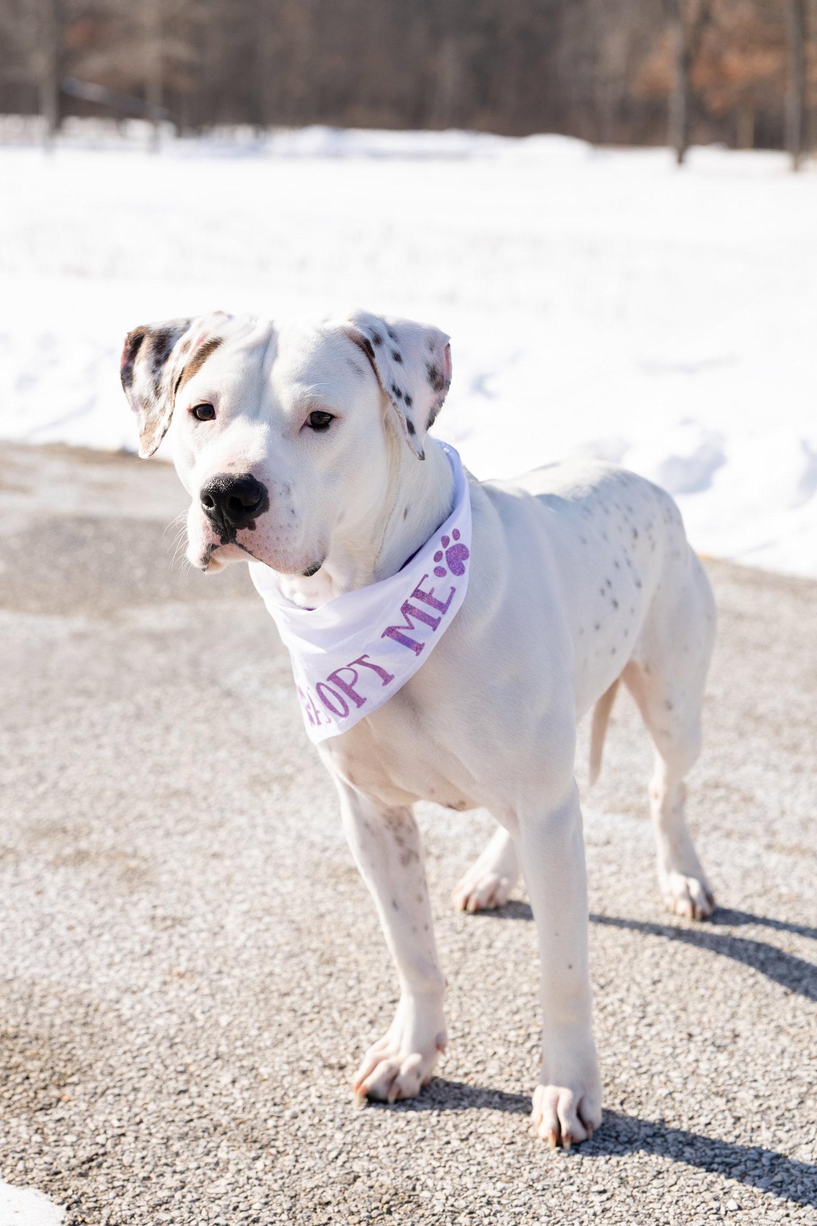 Enlarge Everest, a Adoptable Pit Bull Terrier in Crete, IL image 2/3